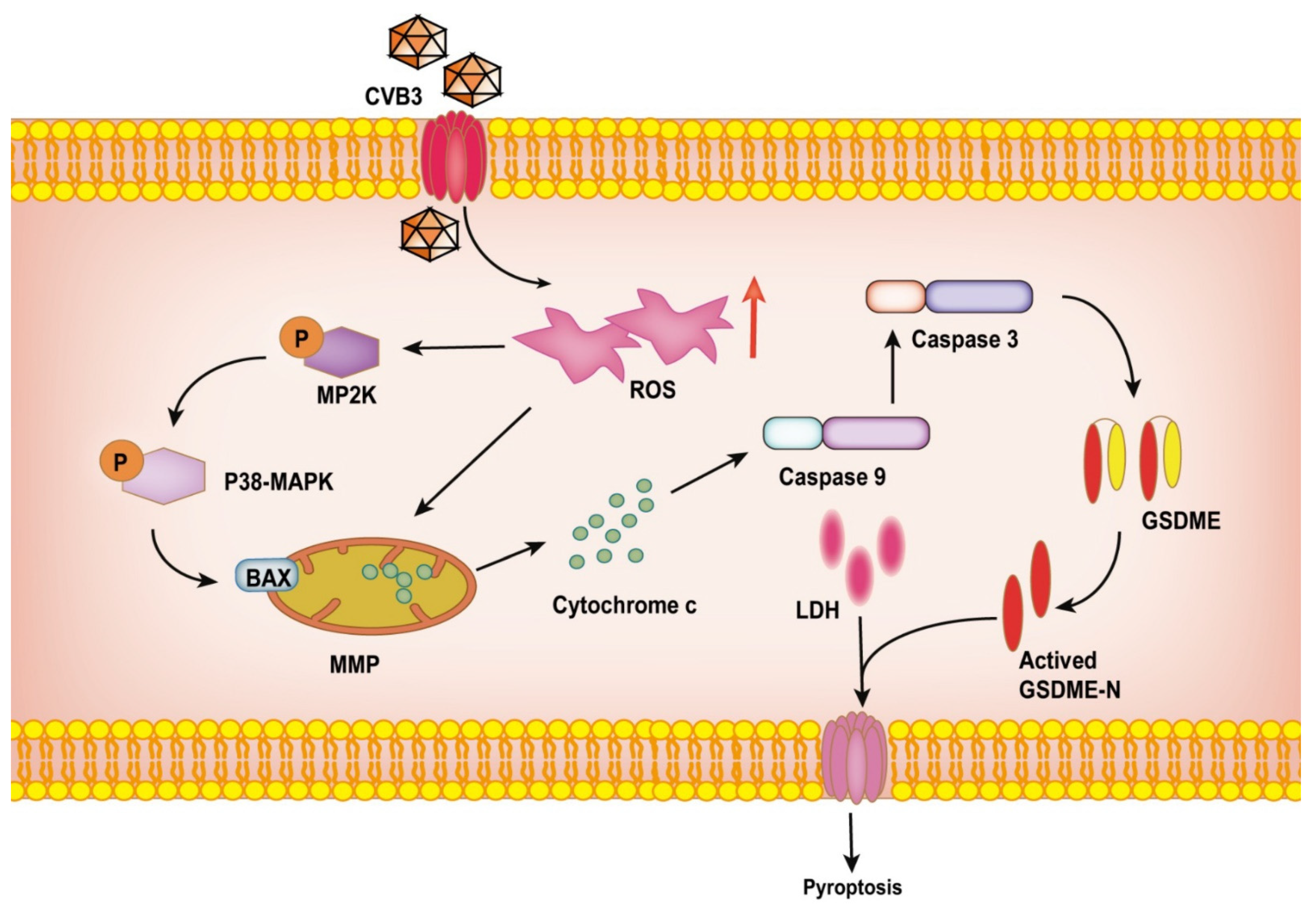 Cancers 14 06206 g007