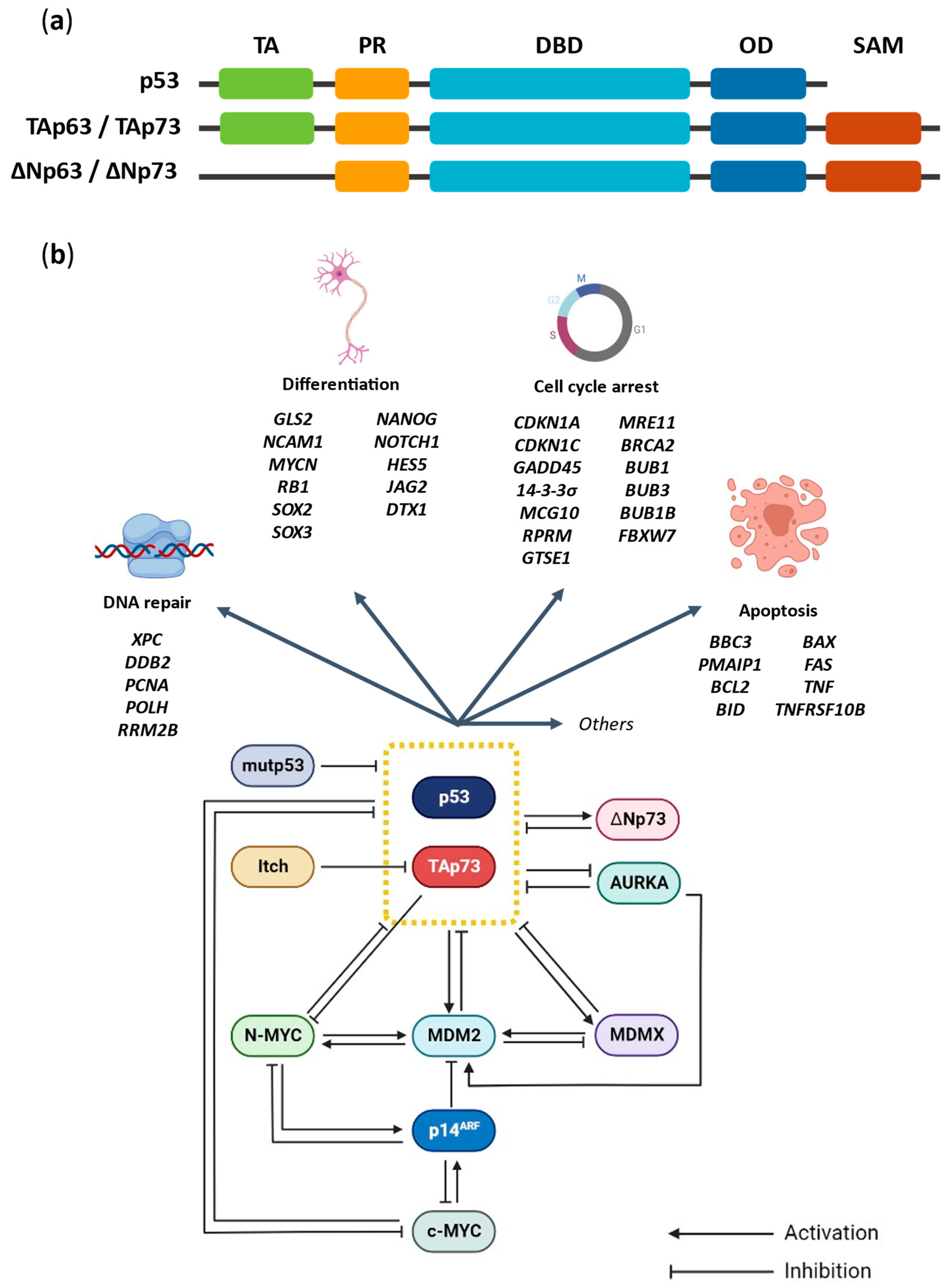 Cancers 14 06212 g001 Cancers 14 06212 g001