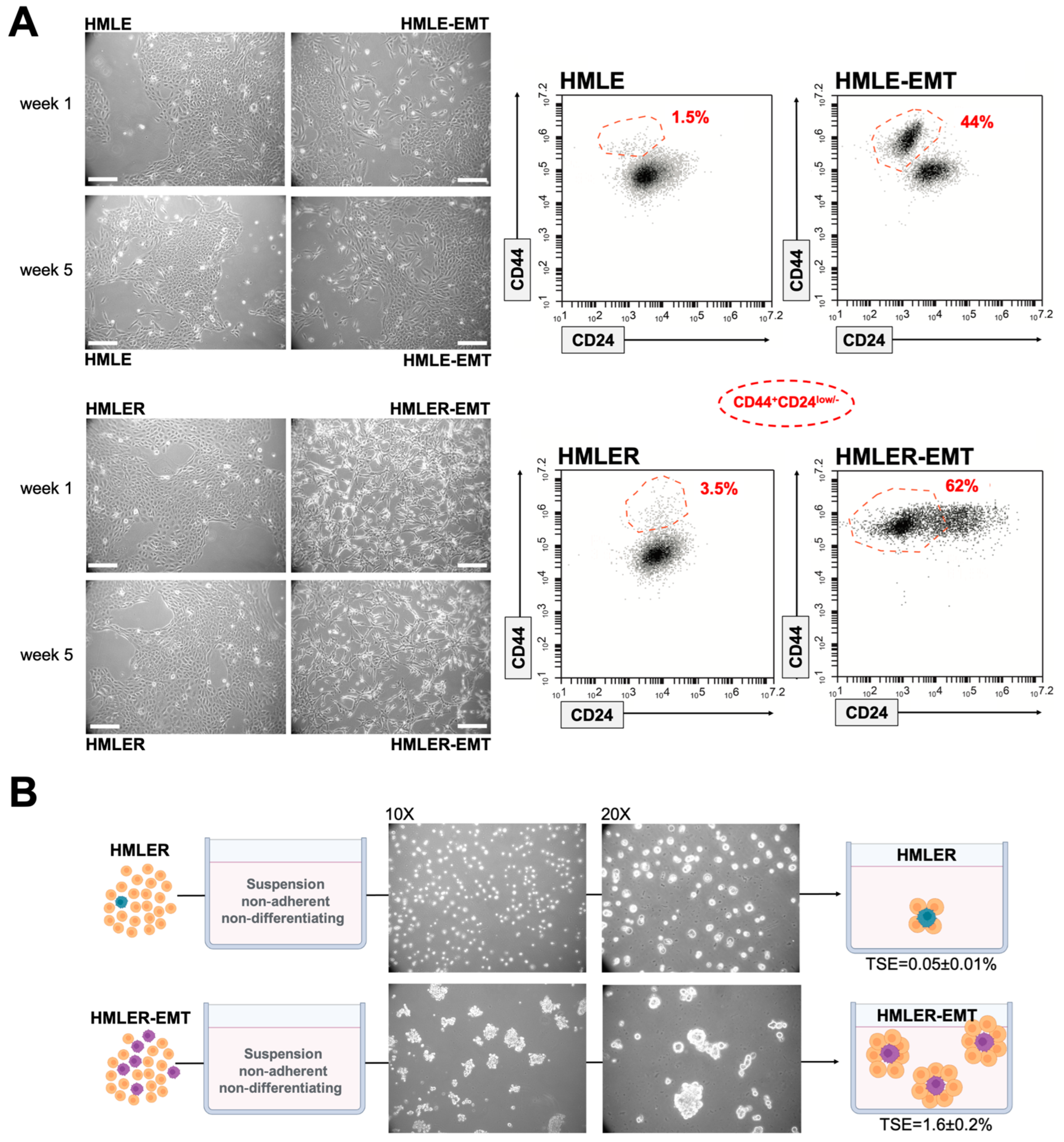 Cancers 14 06214 g002 Cancers 14 06214 g002