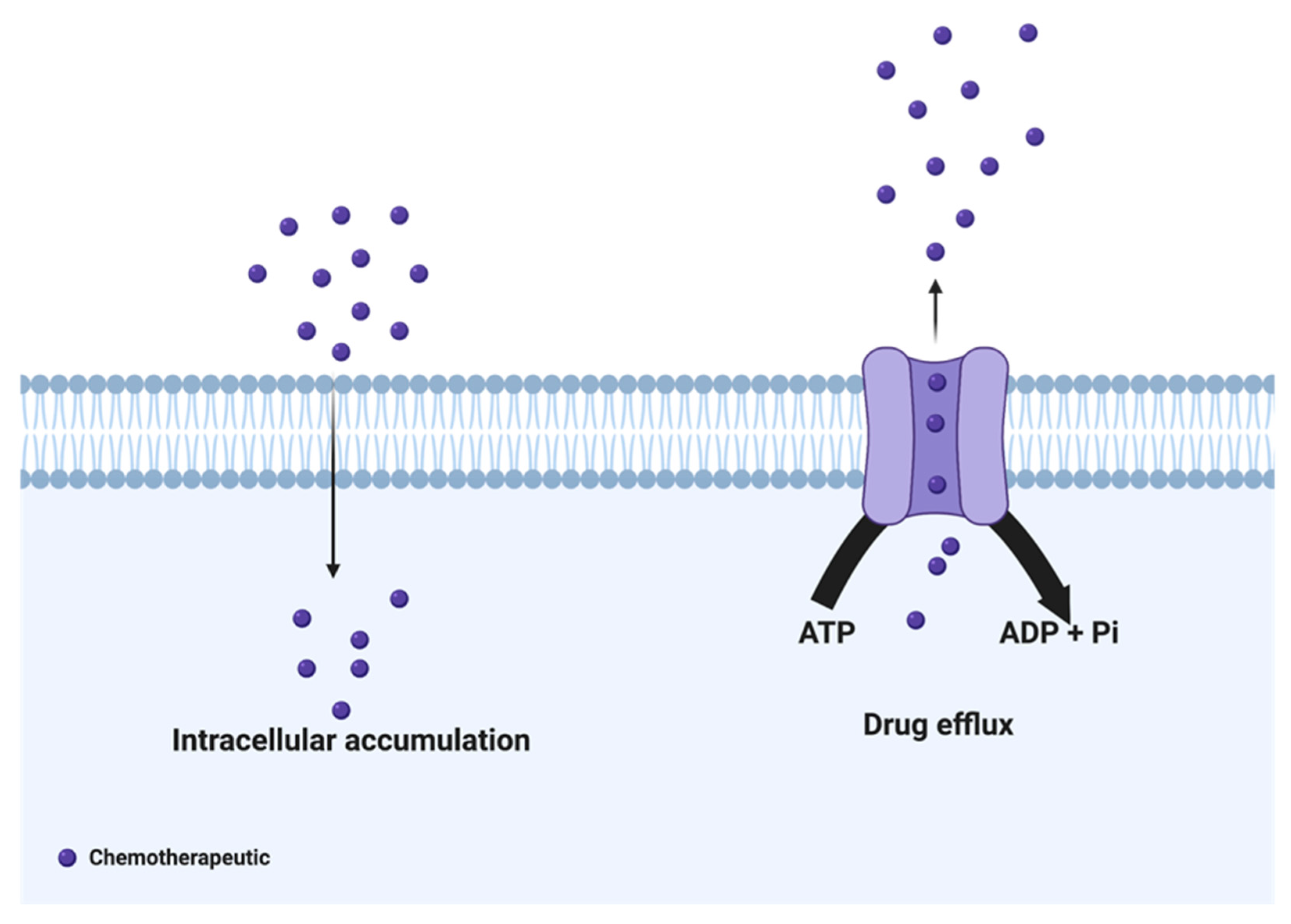 Cancers 14 06246 g001 Cancers 14 06246 g001