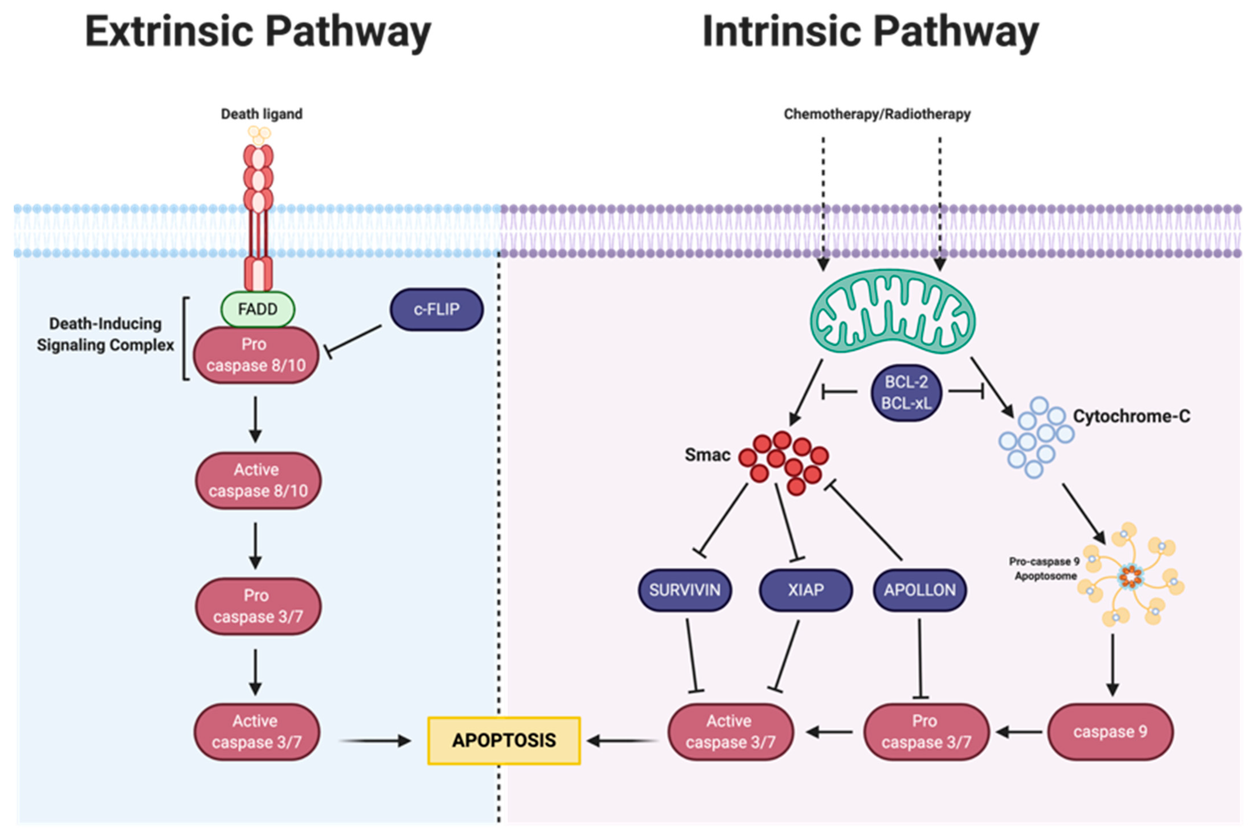 Cancers 14 06246 g002 Cancers 14 06246 g002