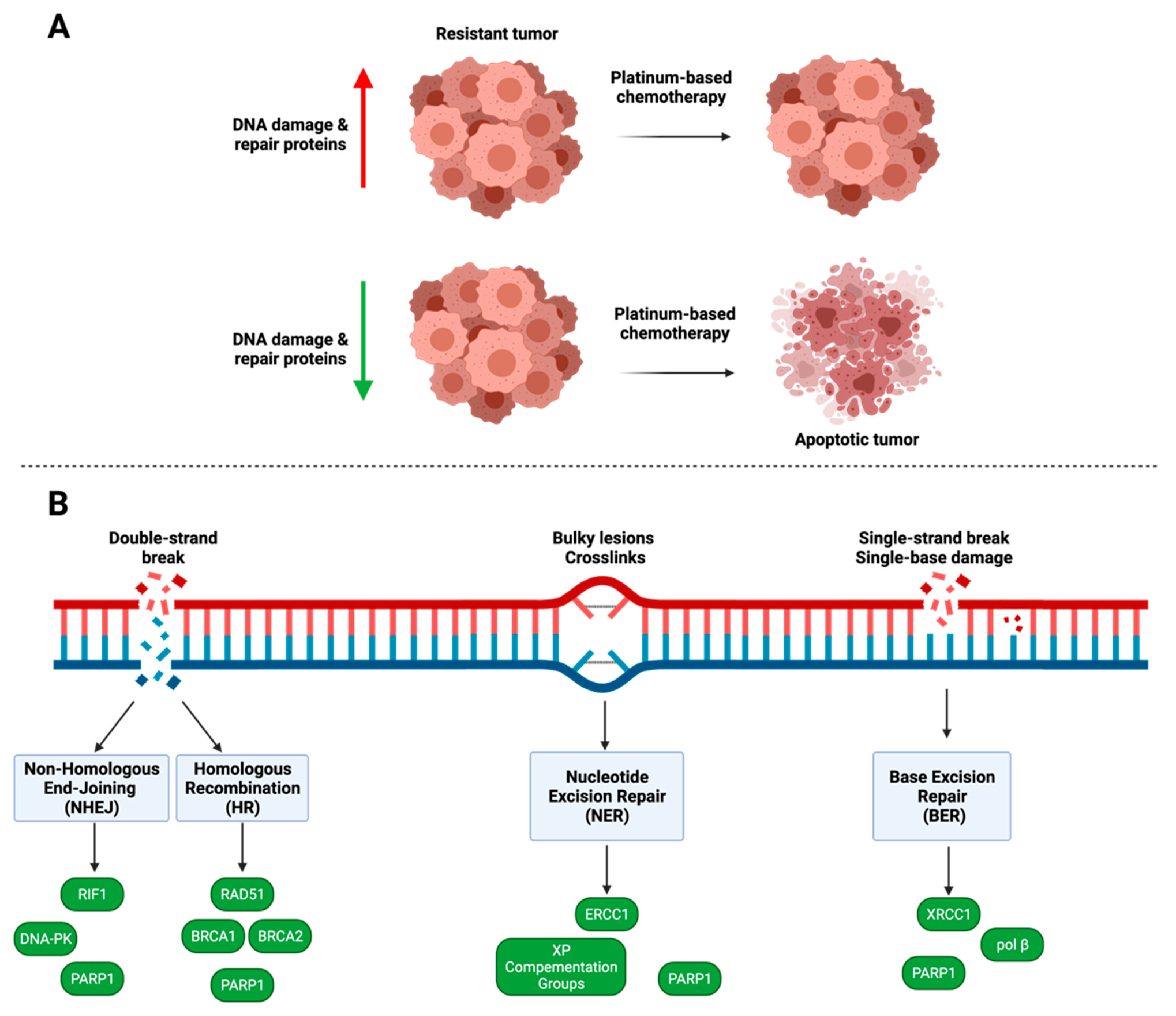 Cancers 14 06246 g003 Cancers 14 06246 g003