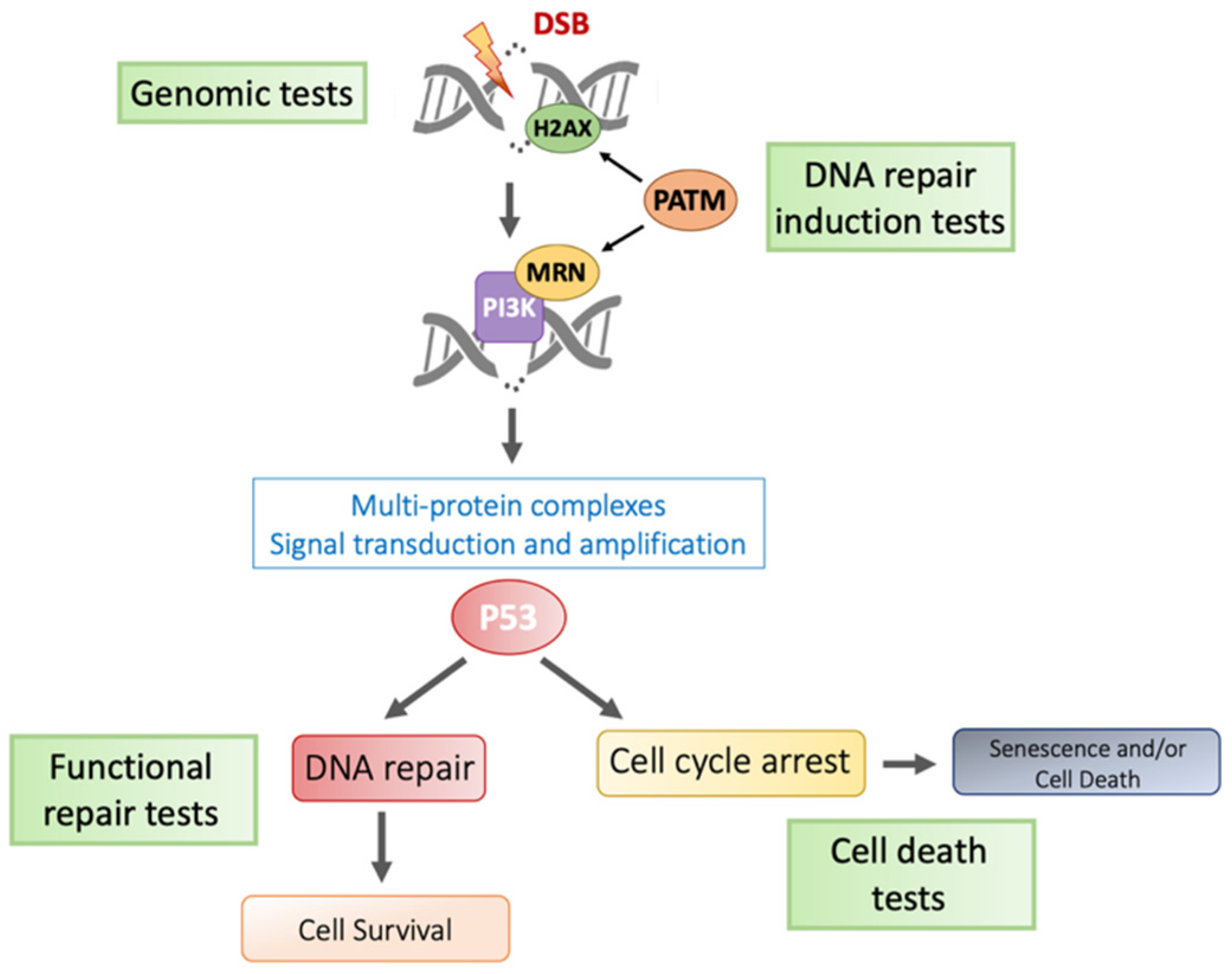 Cancers 14 06252 g001 Cancers 14 06252 g001