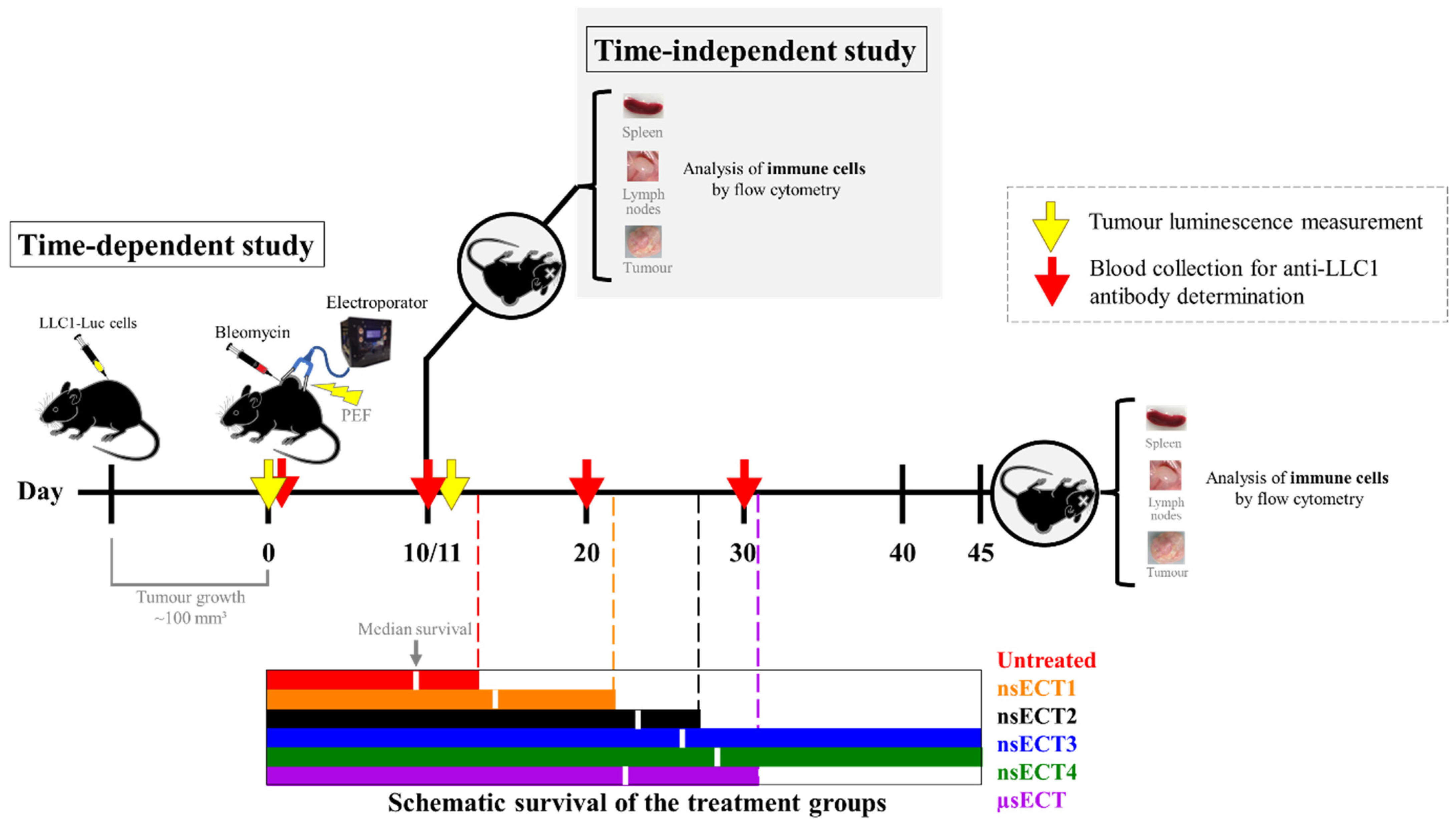 Cancers 14 06254 g001