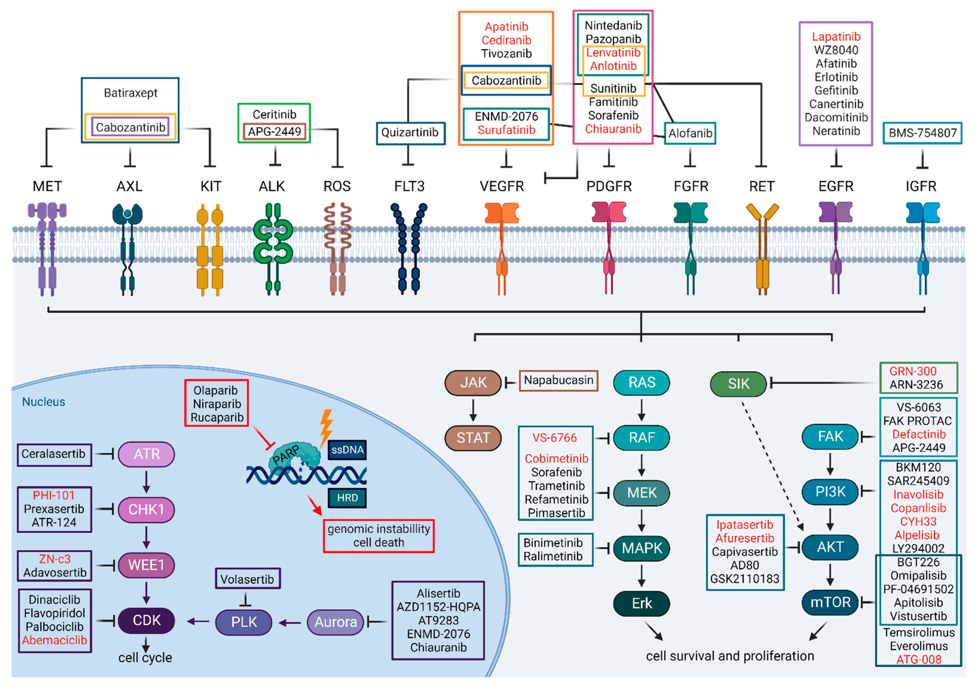 Cancers 14 06257 g001