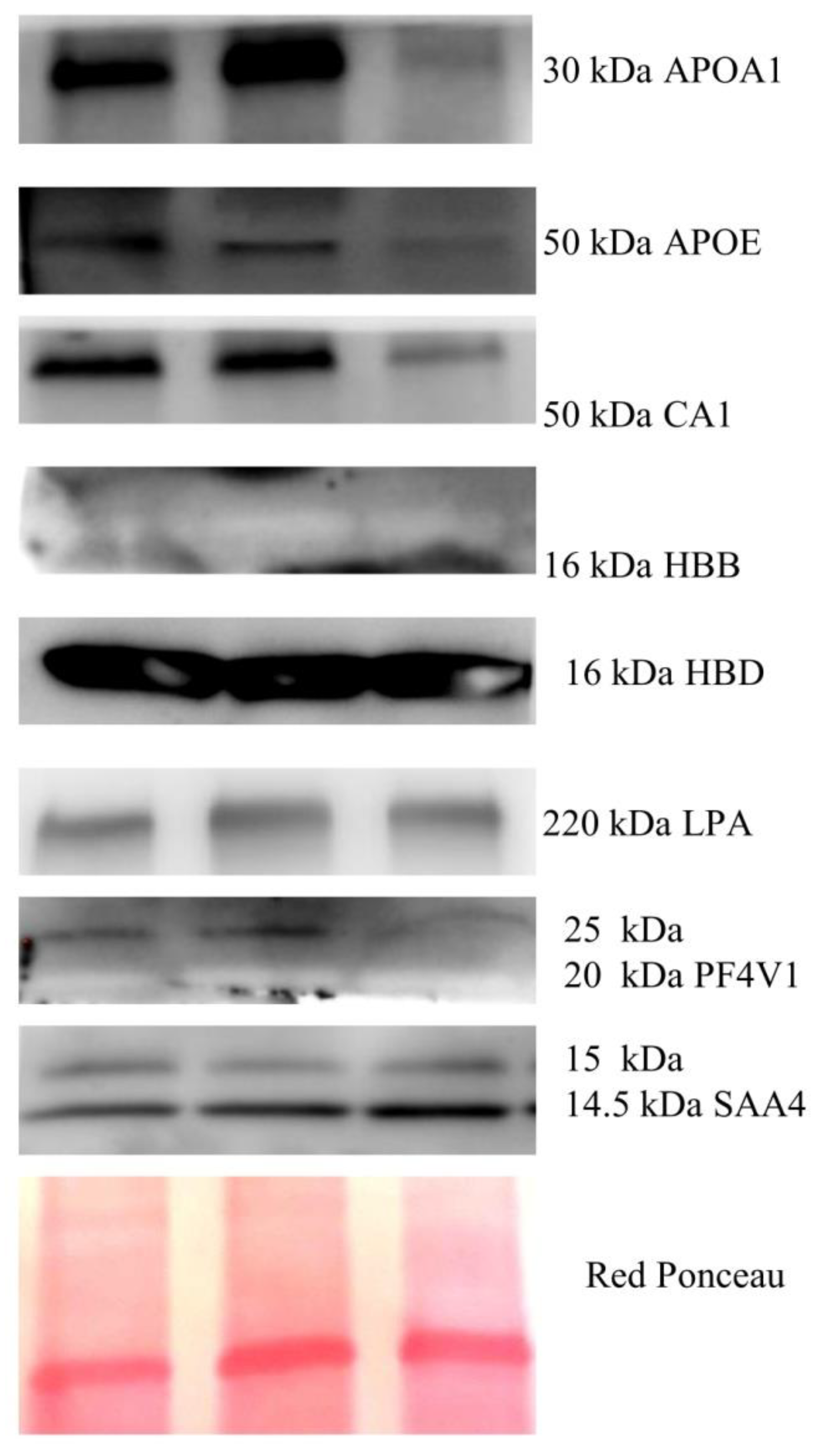 Cancers 14 06262 g003