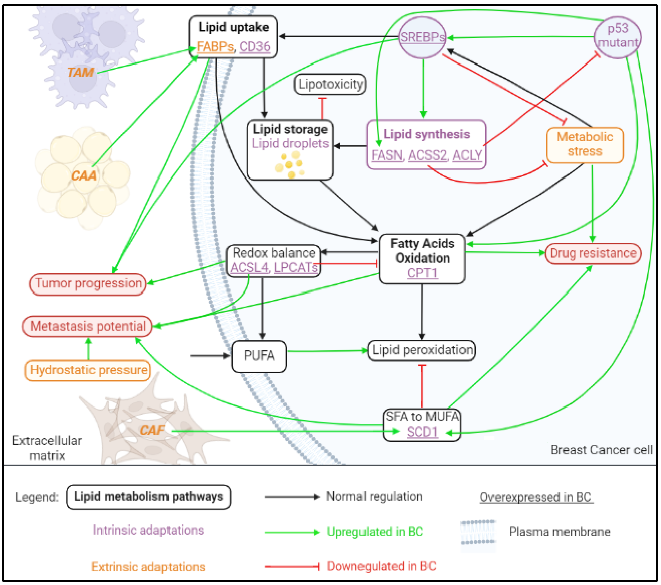 Cancers 14 06267 g002