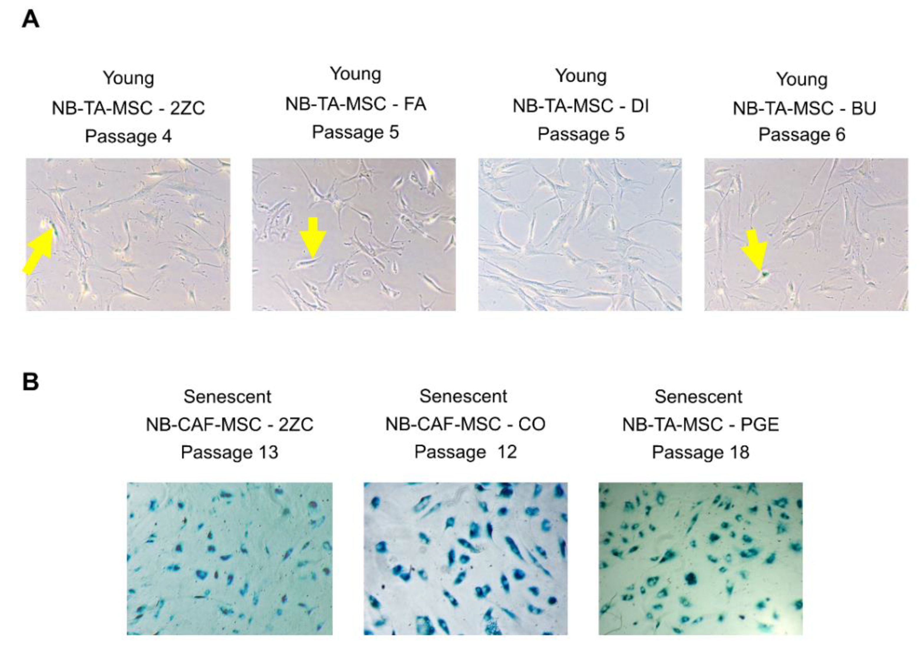 Cancers 15 00019 g002