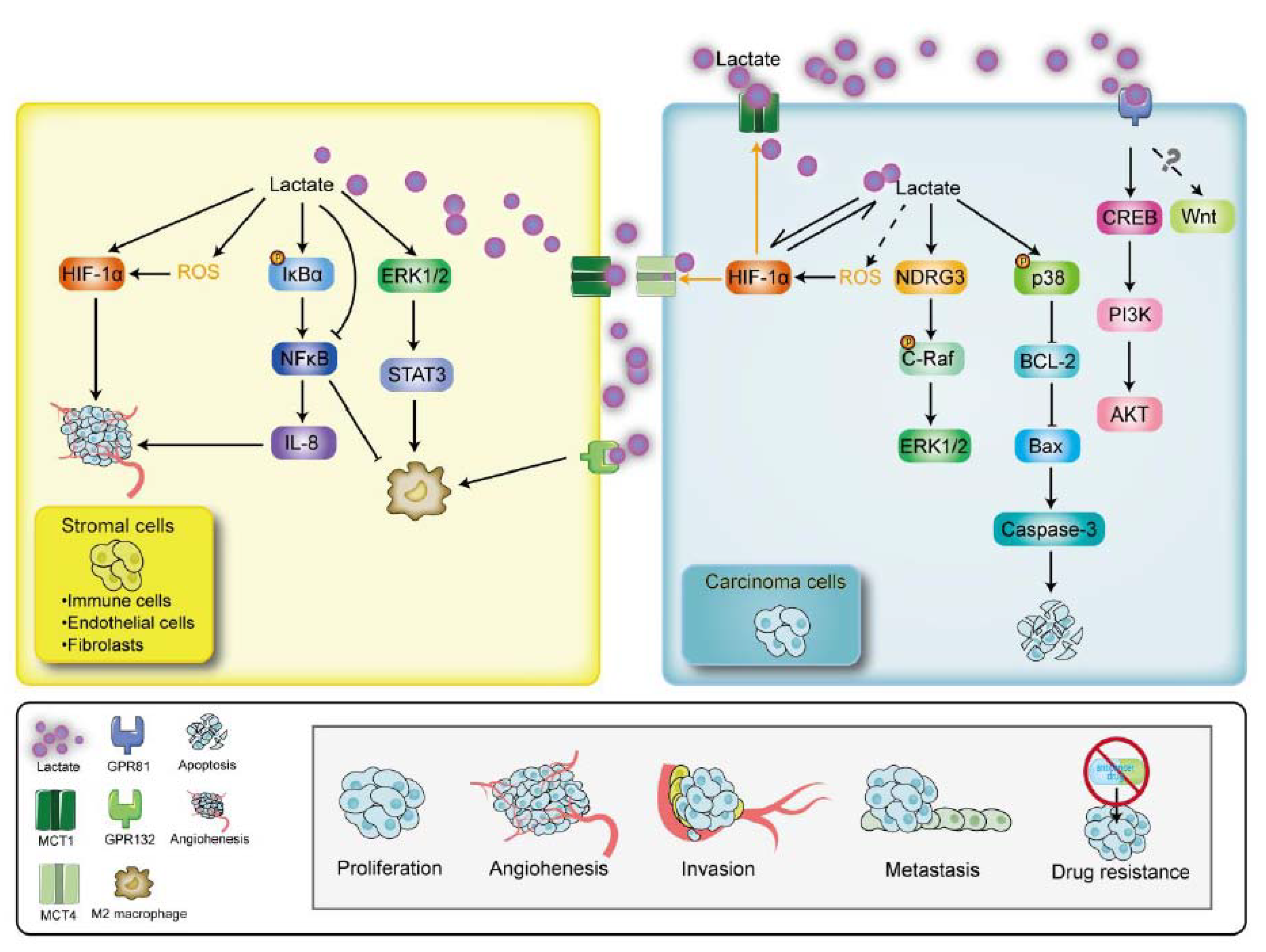 Cancers 15 00087 g003