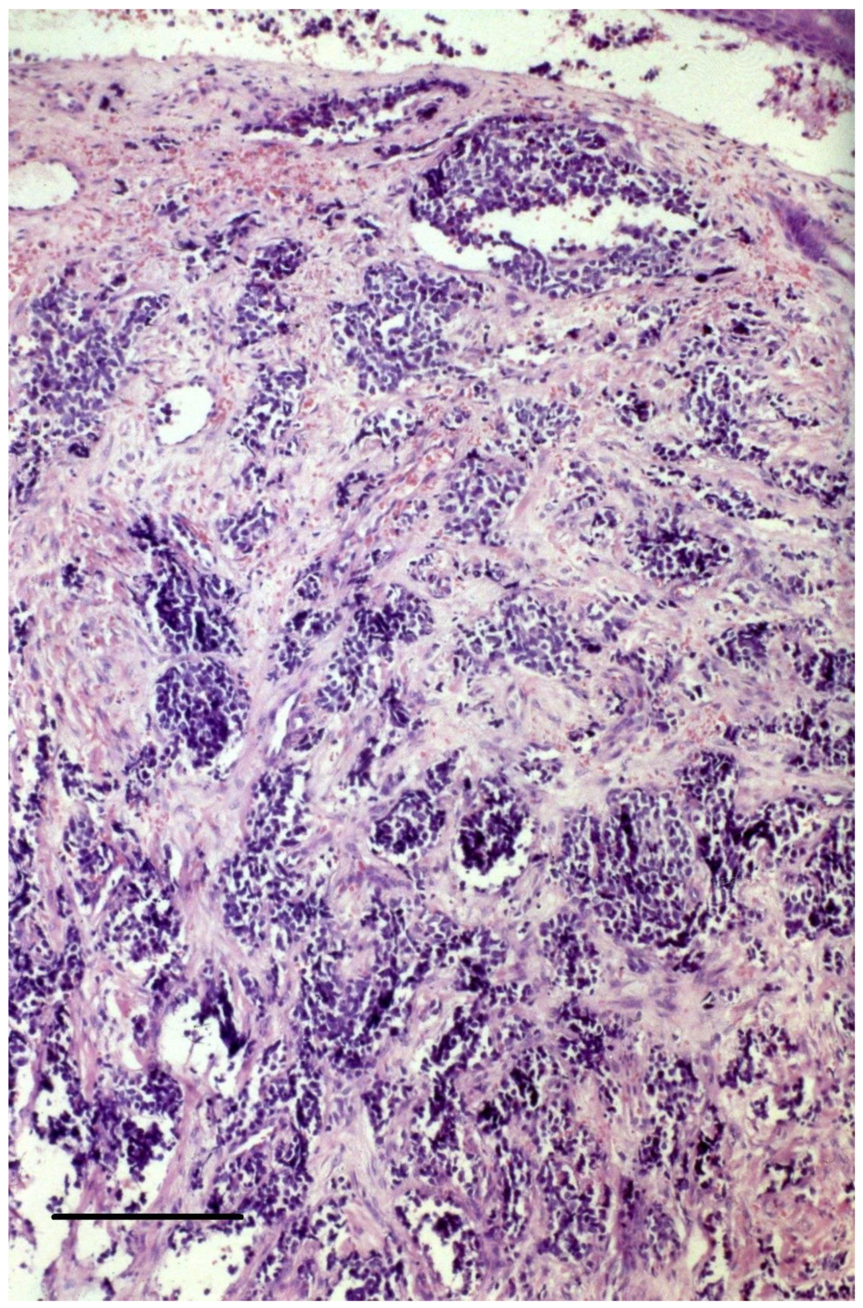 Cancers 15 00103 g002