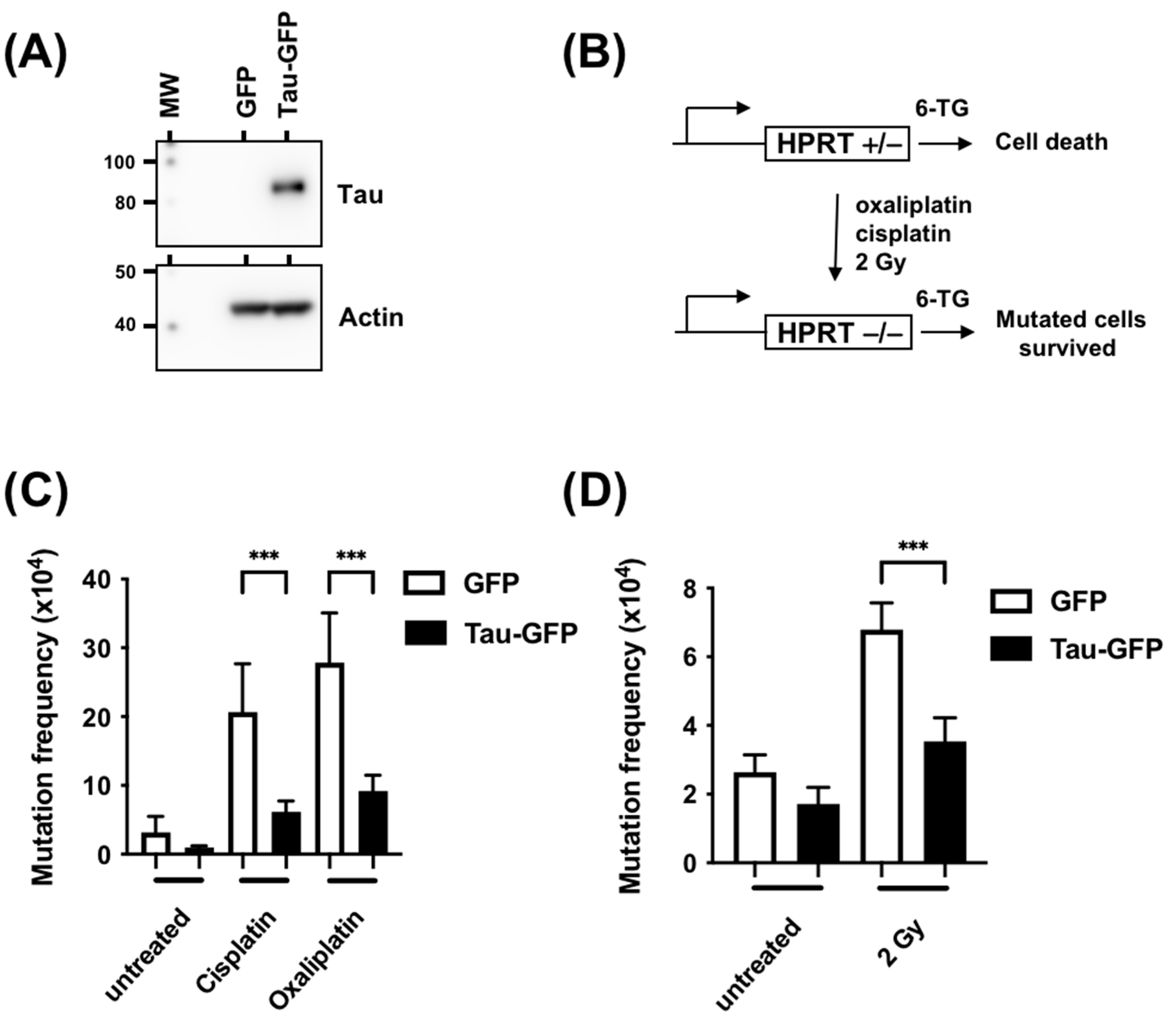 Cancers 15 00116 g003
