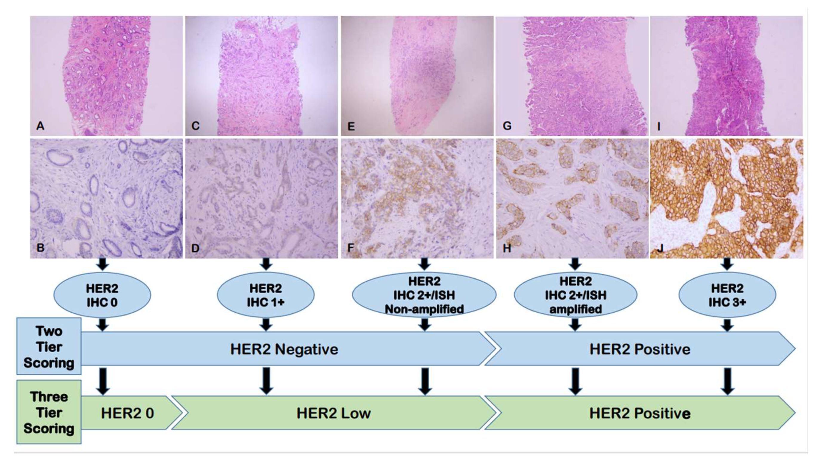 Cancers 15 00126 g001