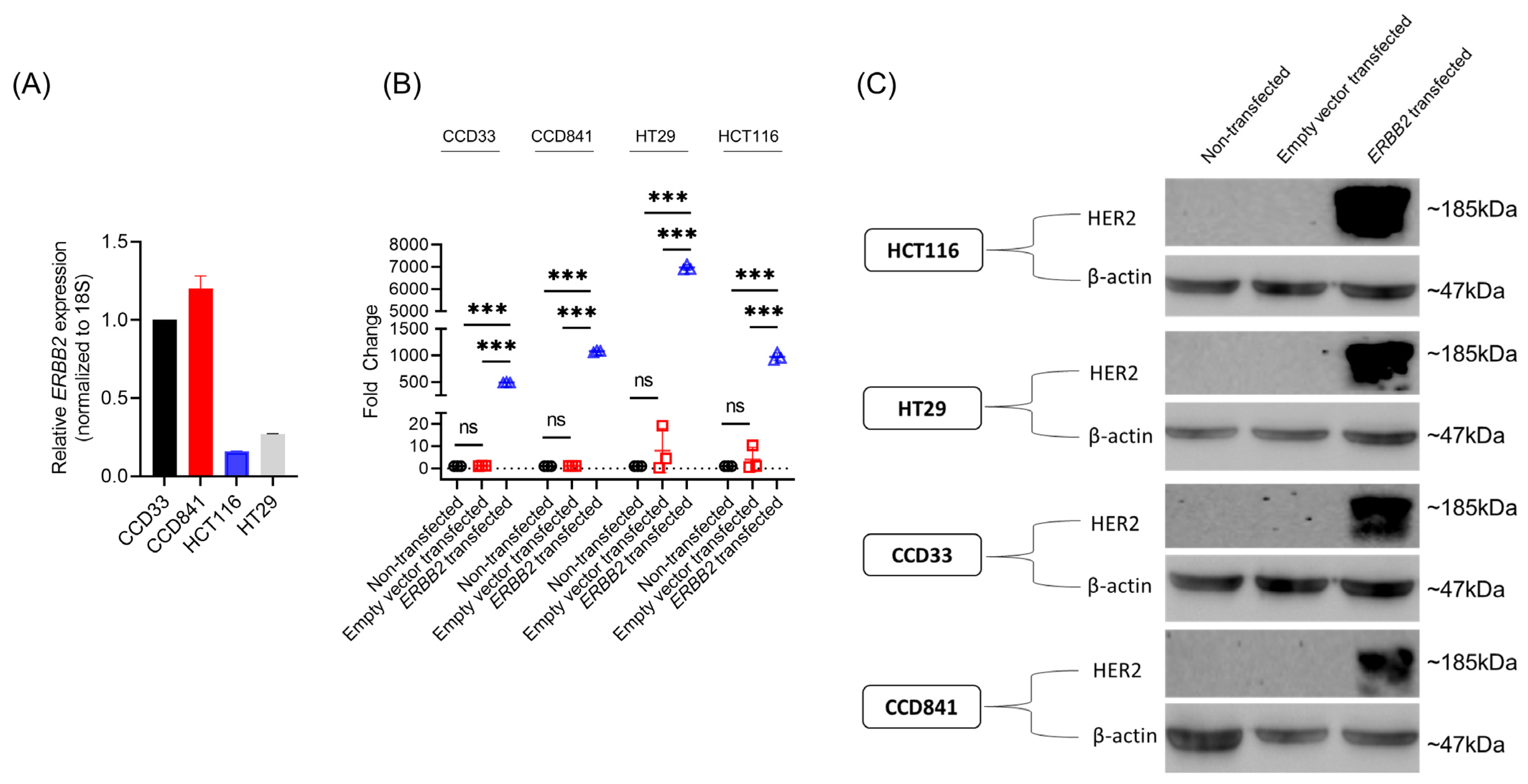 Cancers 15 00130 g001 Cancers 15 00130 g001