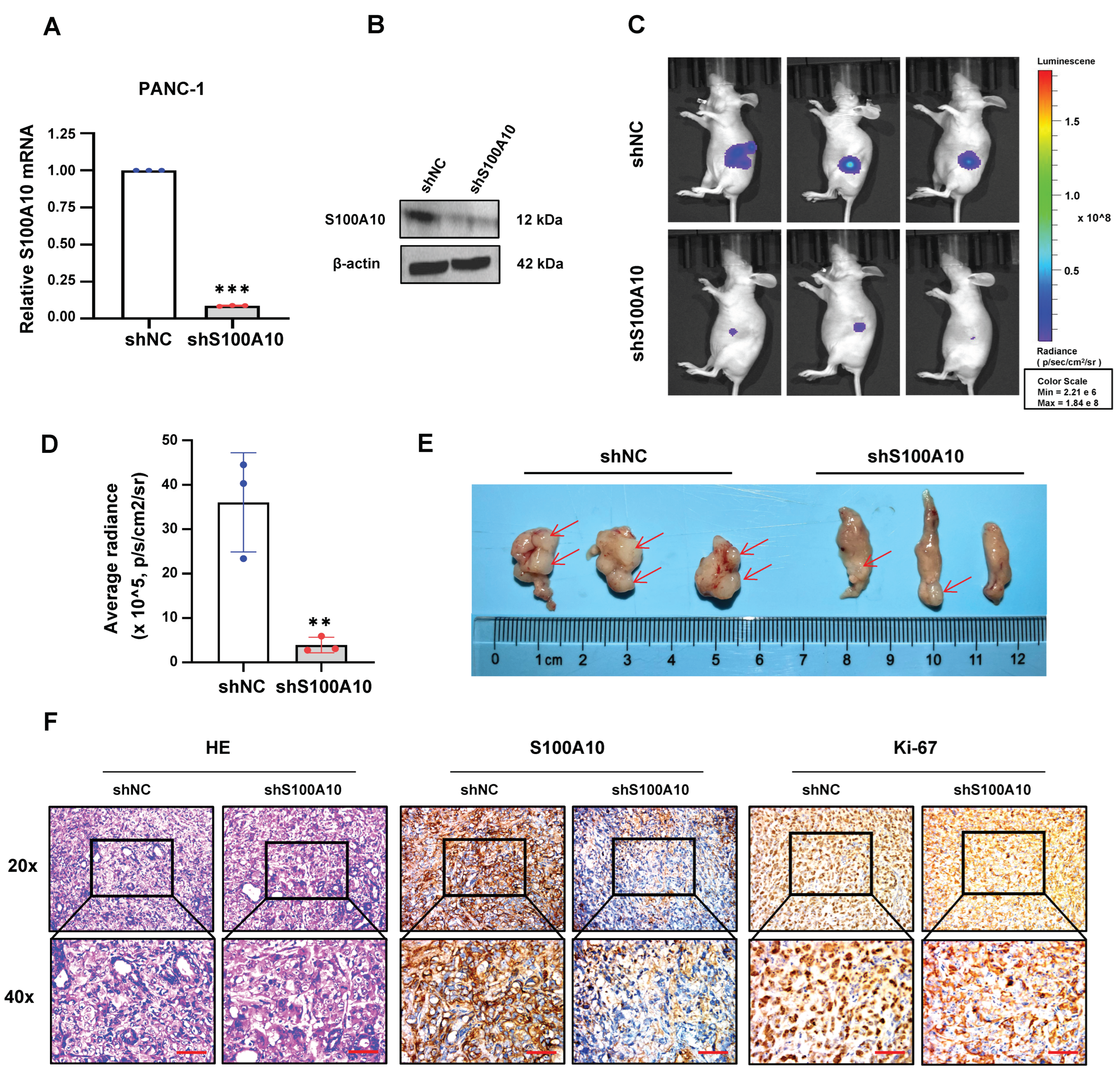 Cancers 15 00202 g003 Cancers 15 00202 g003
