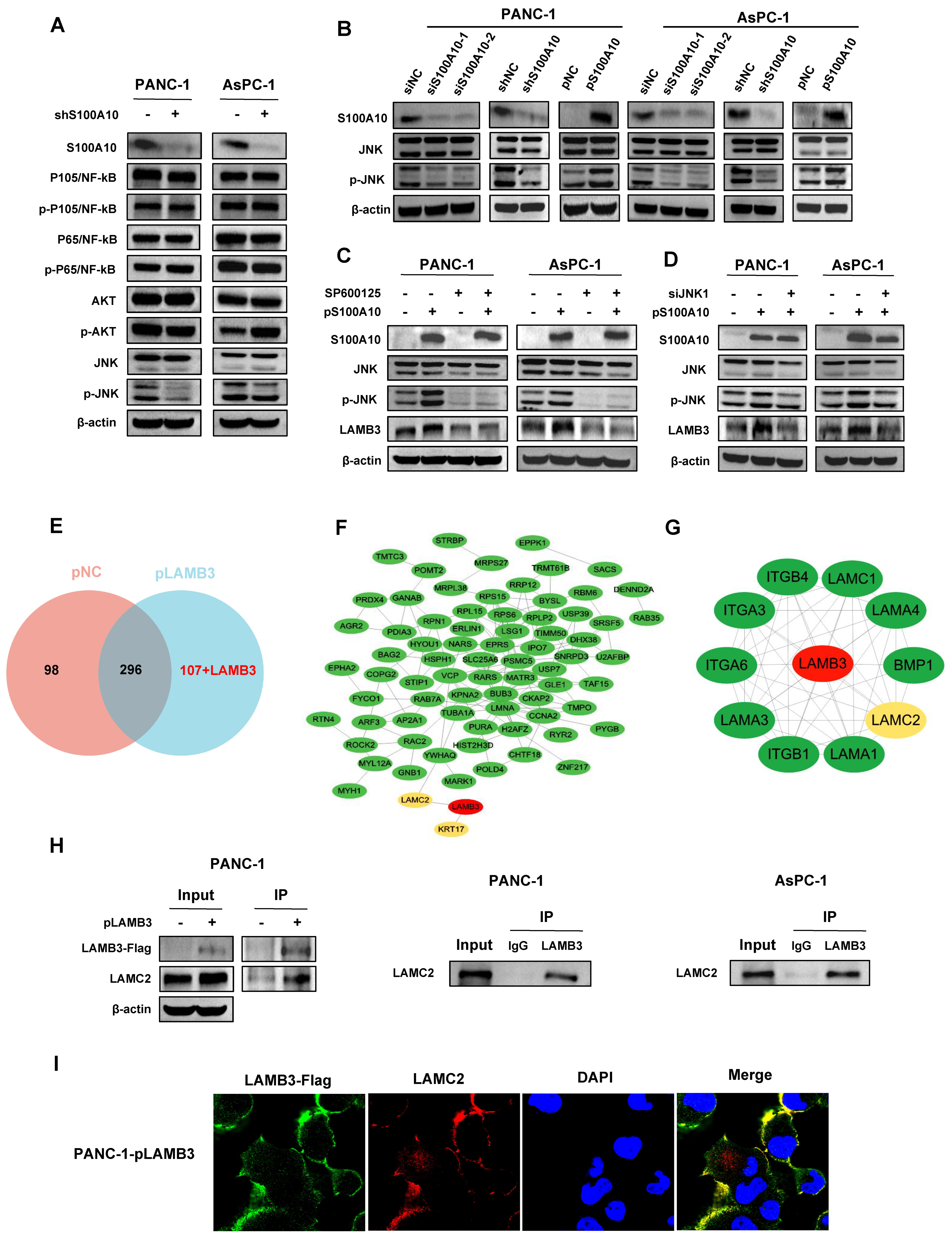 Cancers 15 00202 g008 Cancers 15 00202 g008