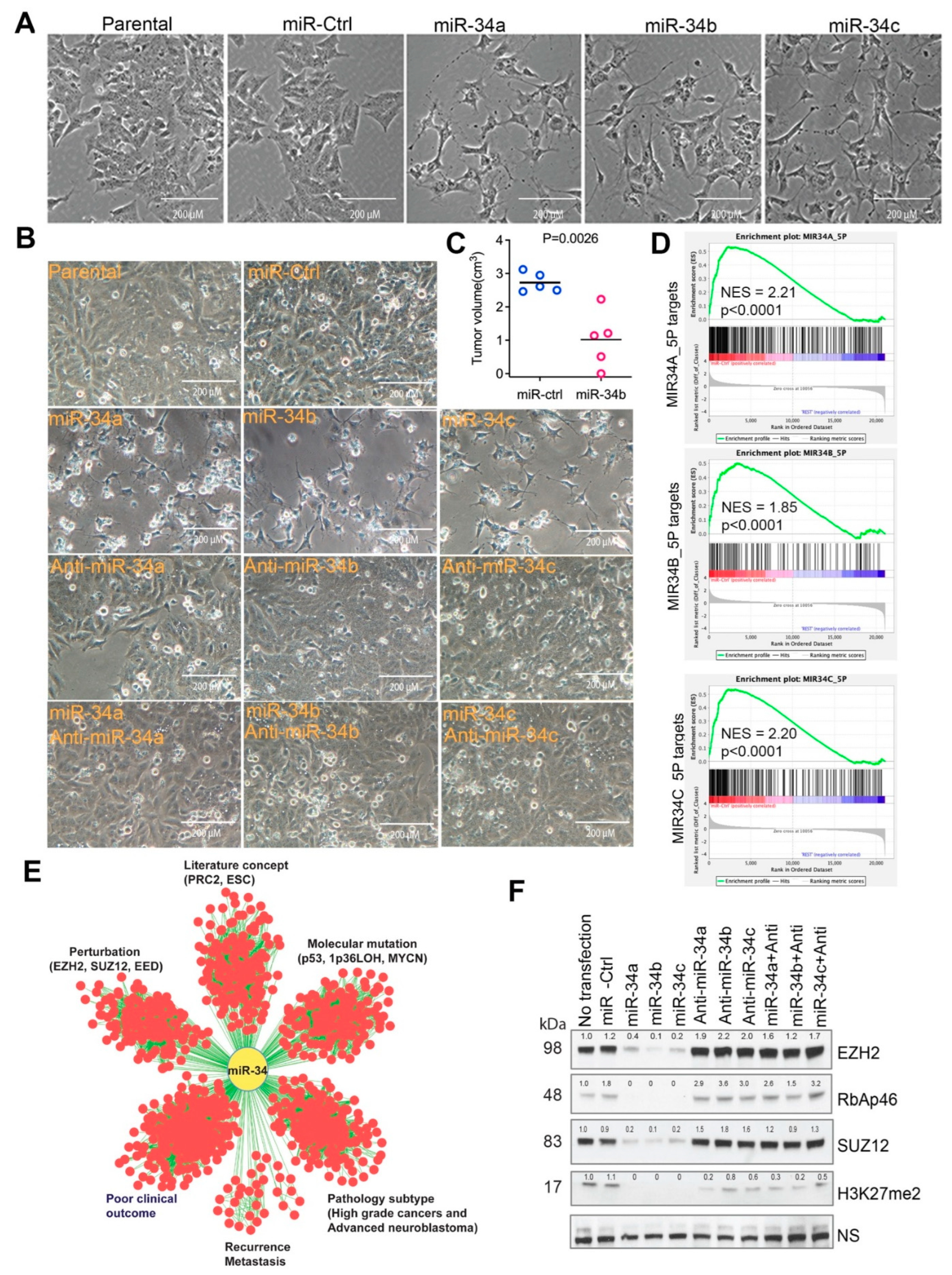 Cancers 15 00208 g001