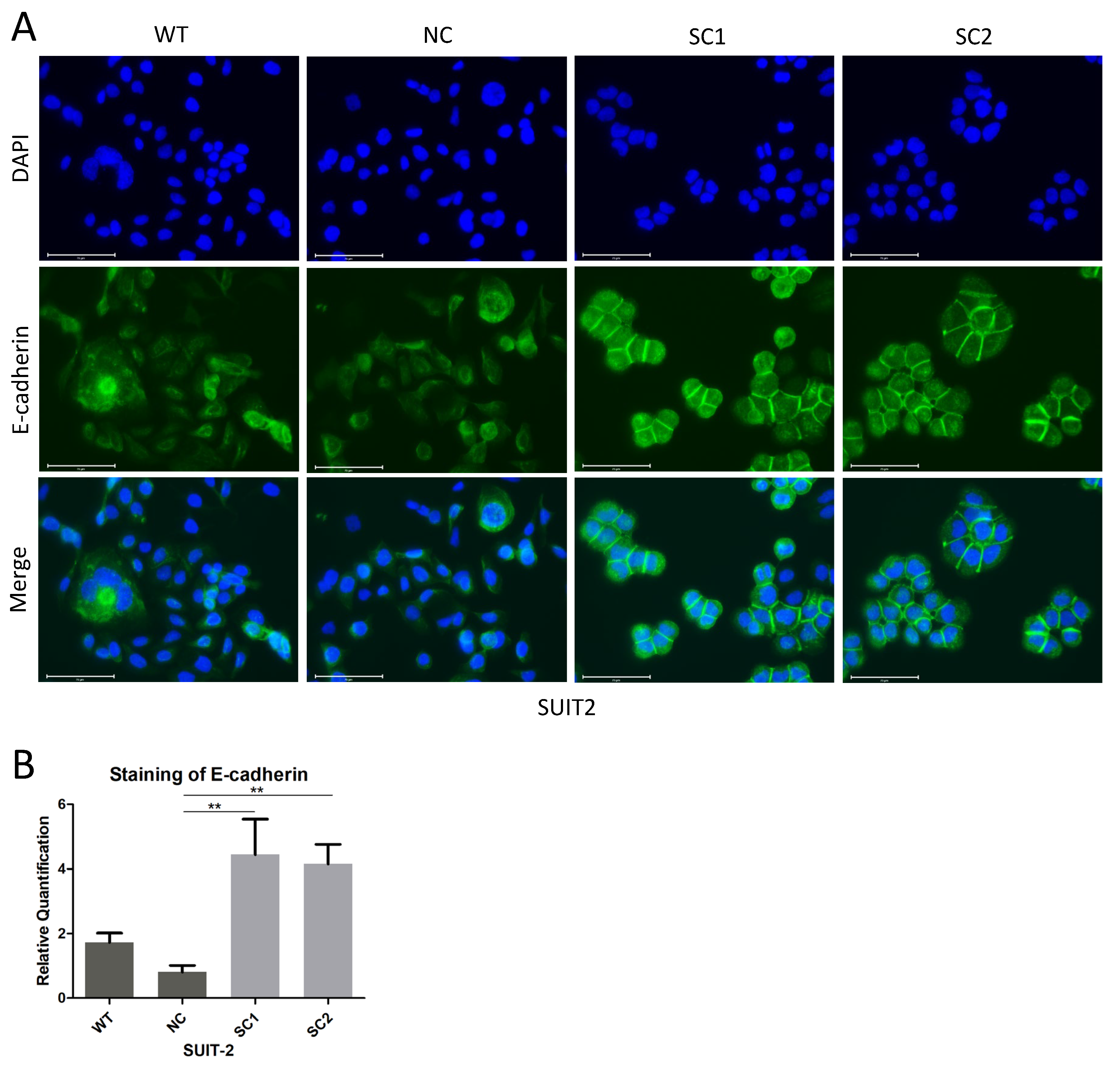 Cancers 15 00241 g005