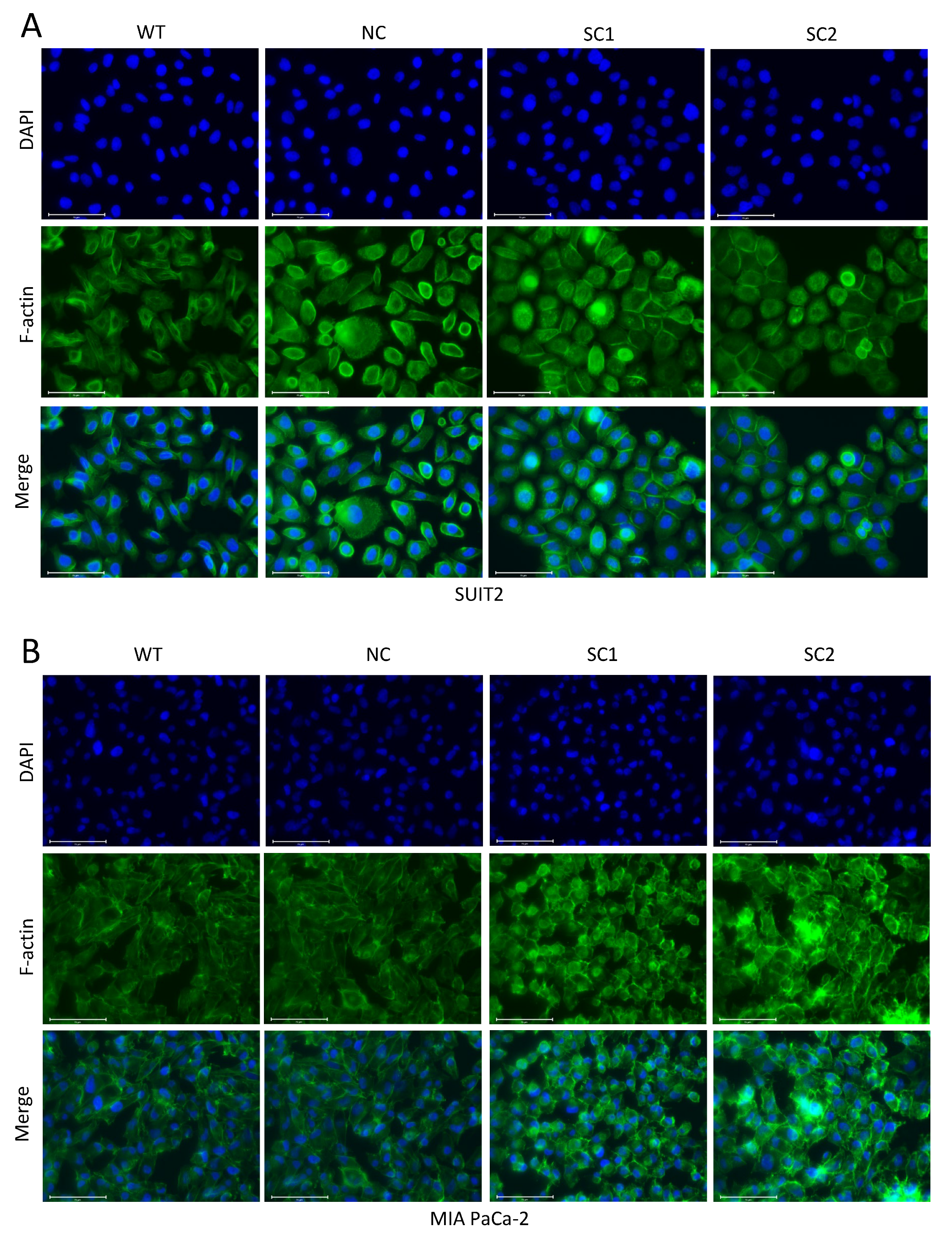 Cancers 15 00241 g006