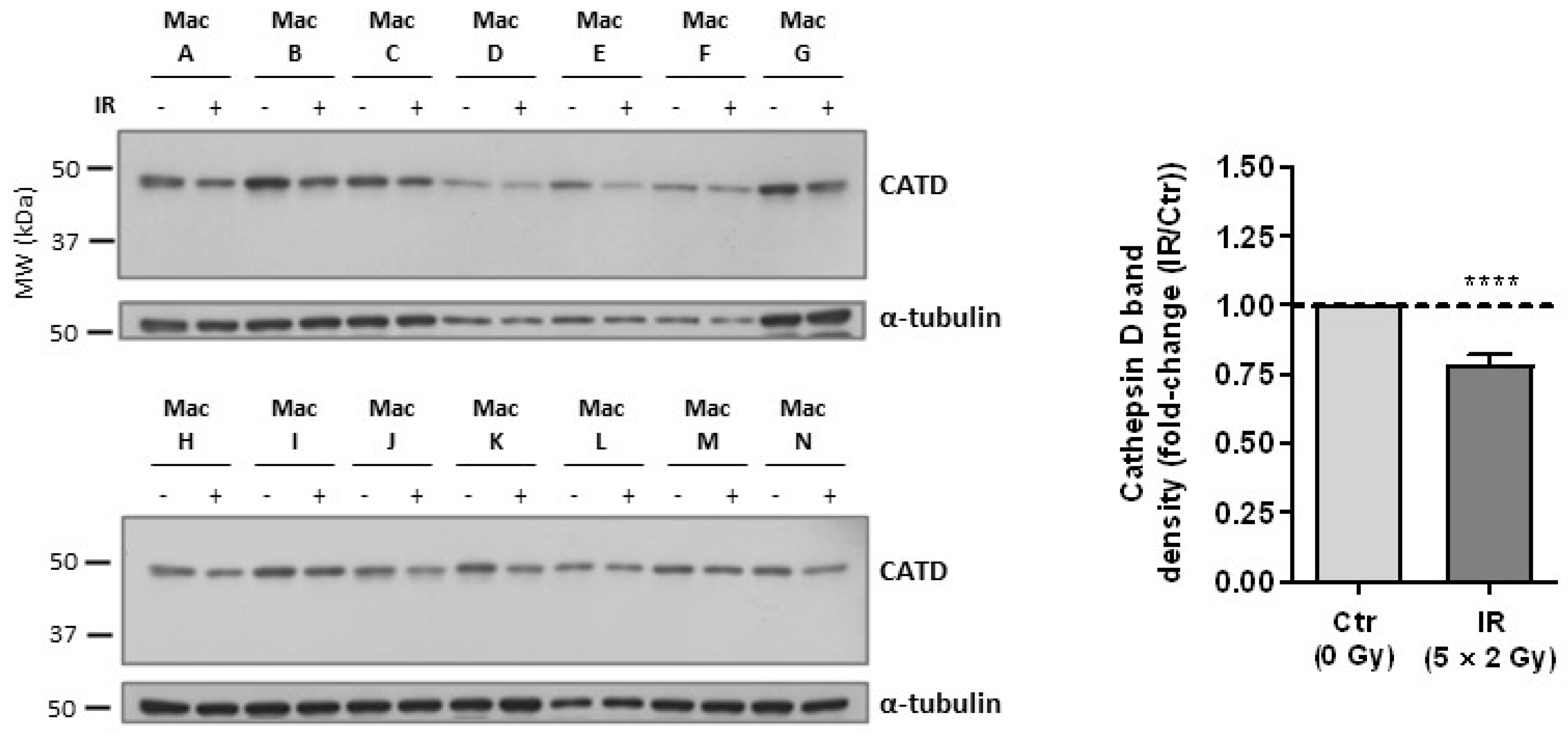 Cancers 15 00270 g002