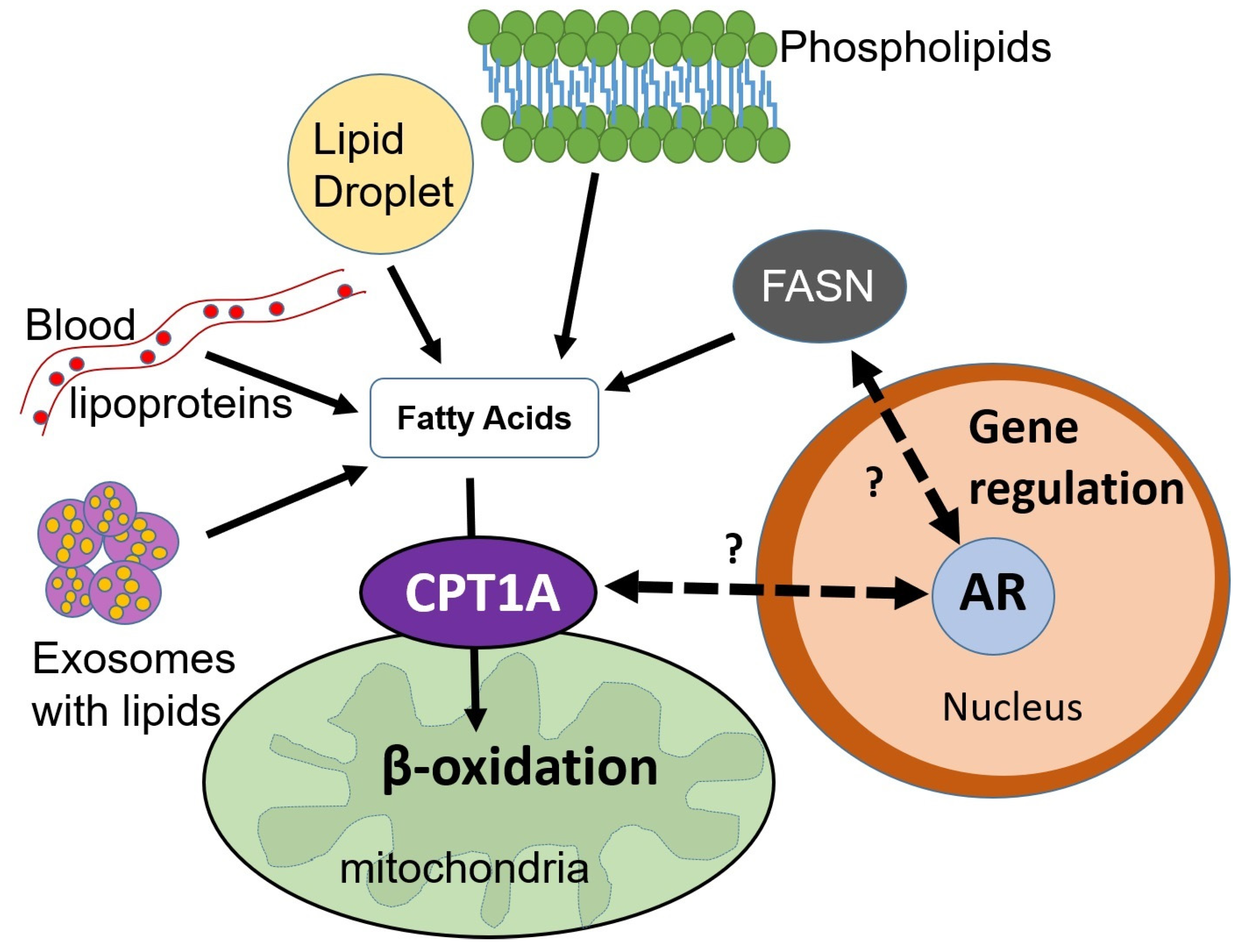 Cancers 15 00341 g003