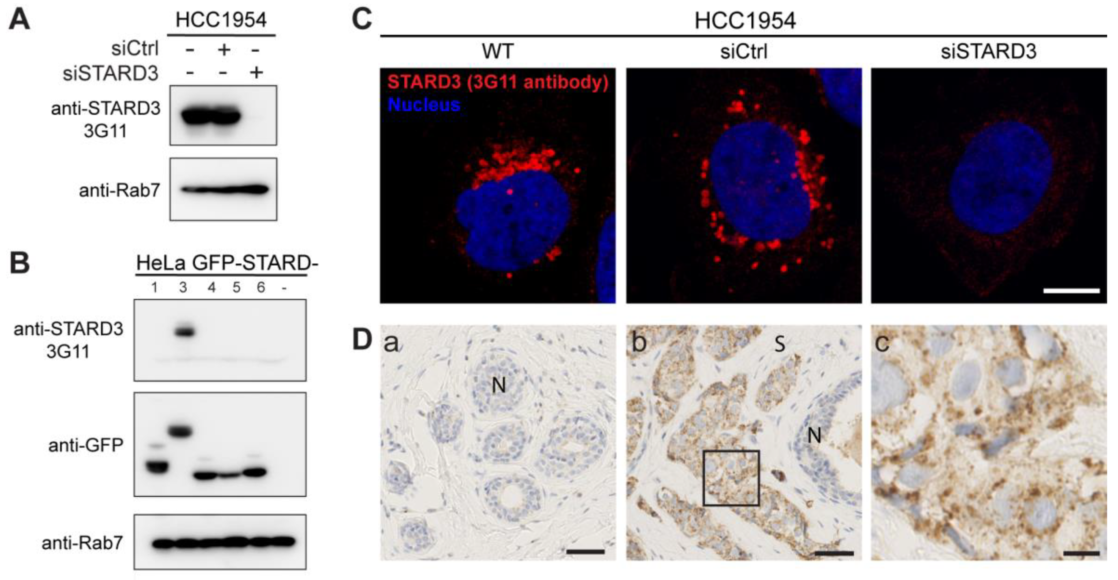 Cancers 15 00362 g003 Cancers 15 00362 g003