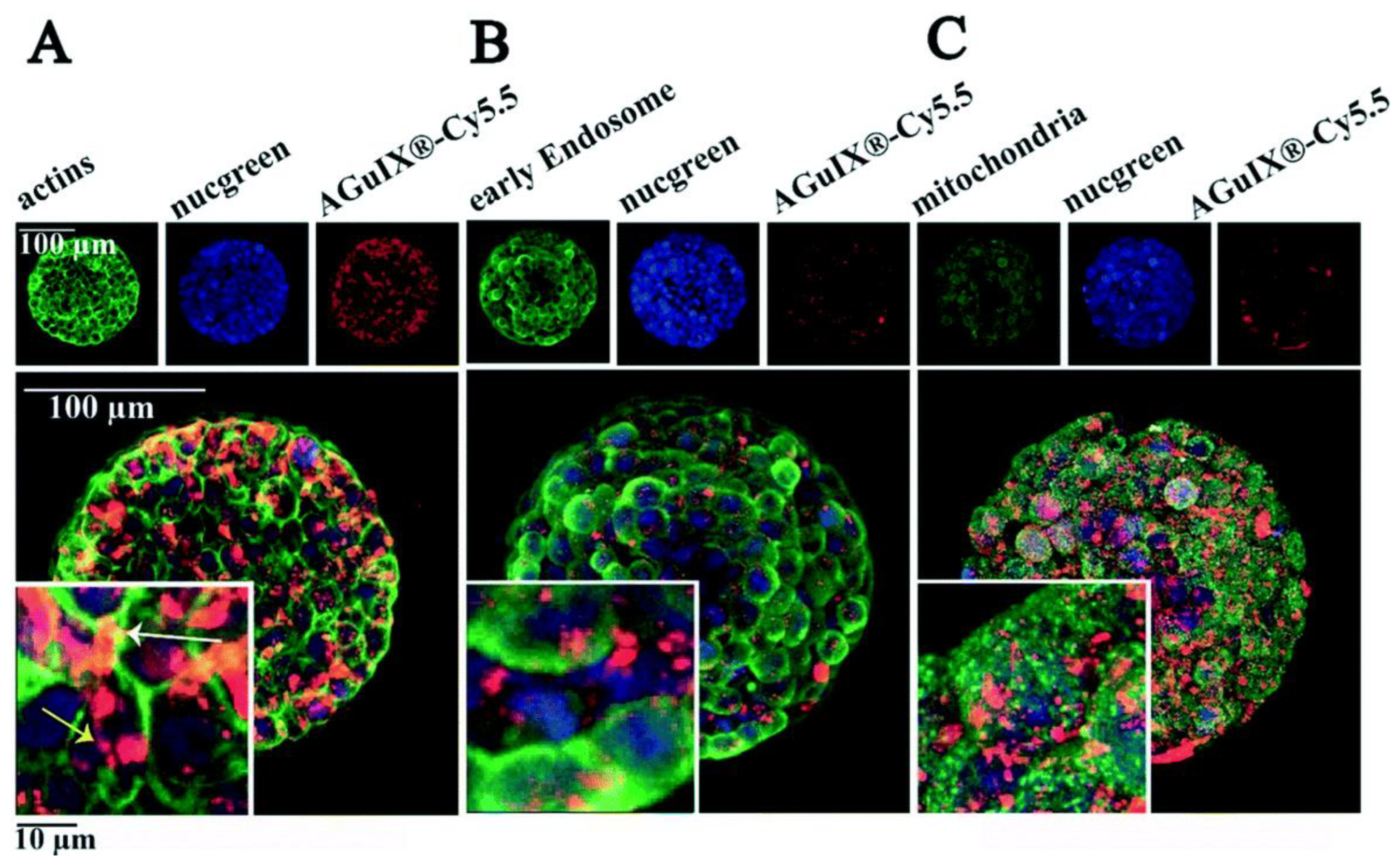 Cancers 15 00383 g006