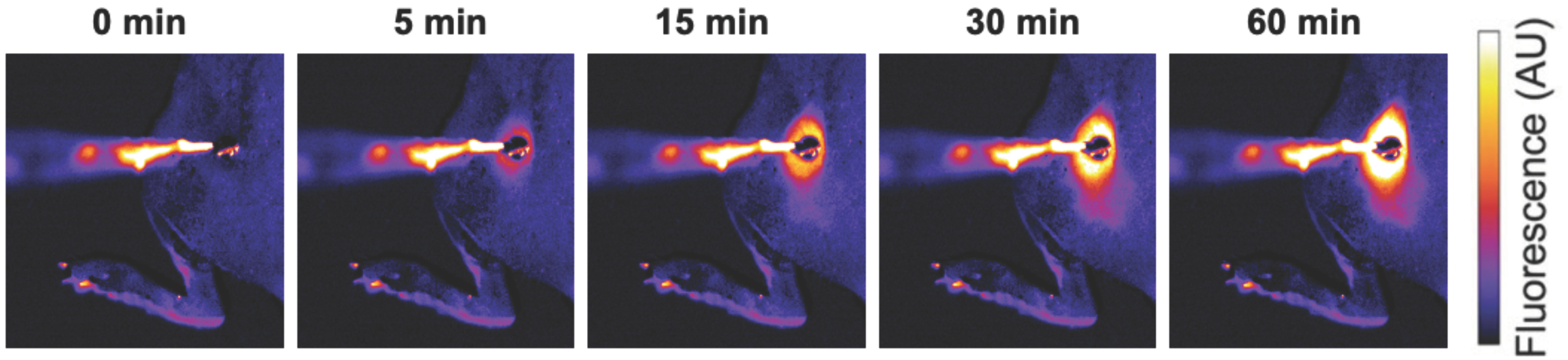 Cancers 15 00398 g001 Cancers 15 00398 g001