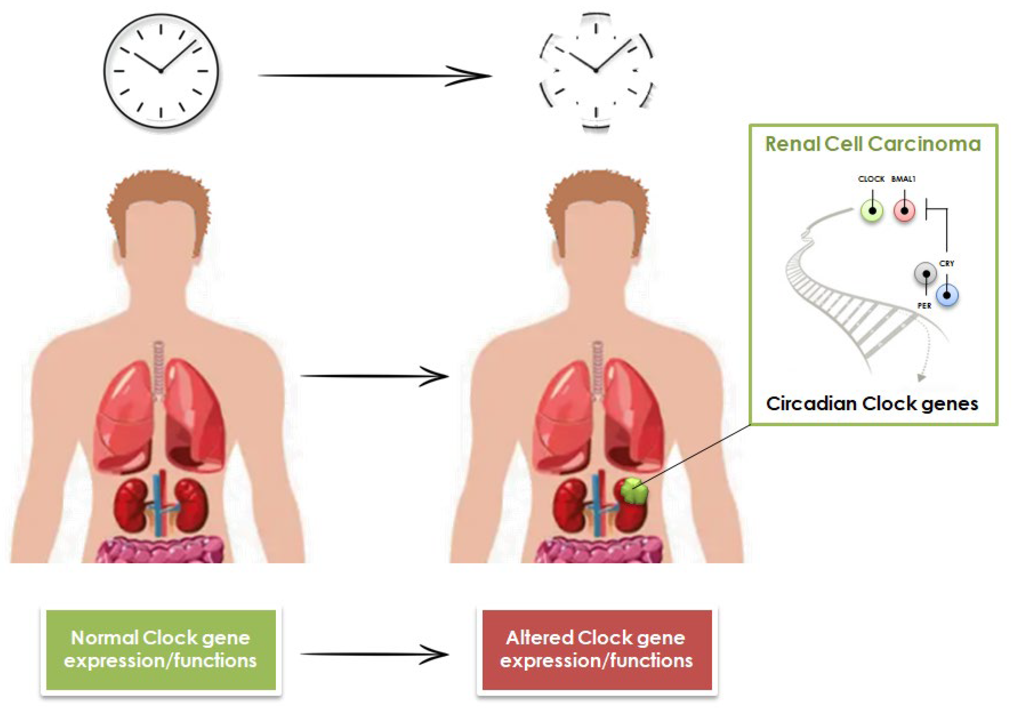 Cancers 15 00408 g001