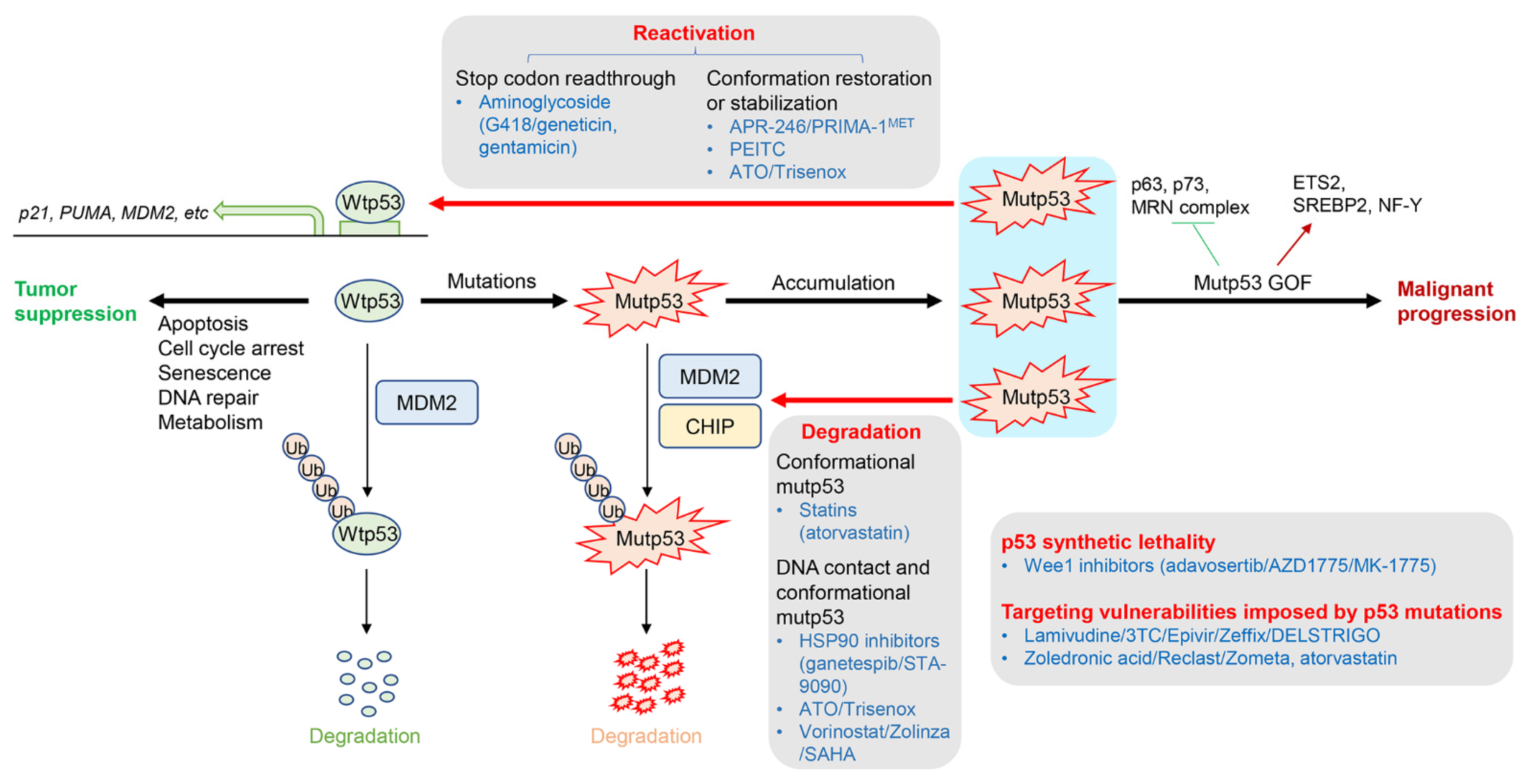 Cancers 15 00429 g001