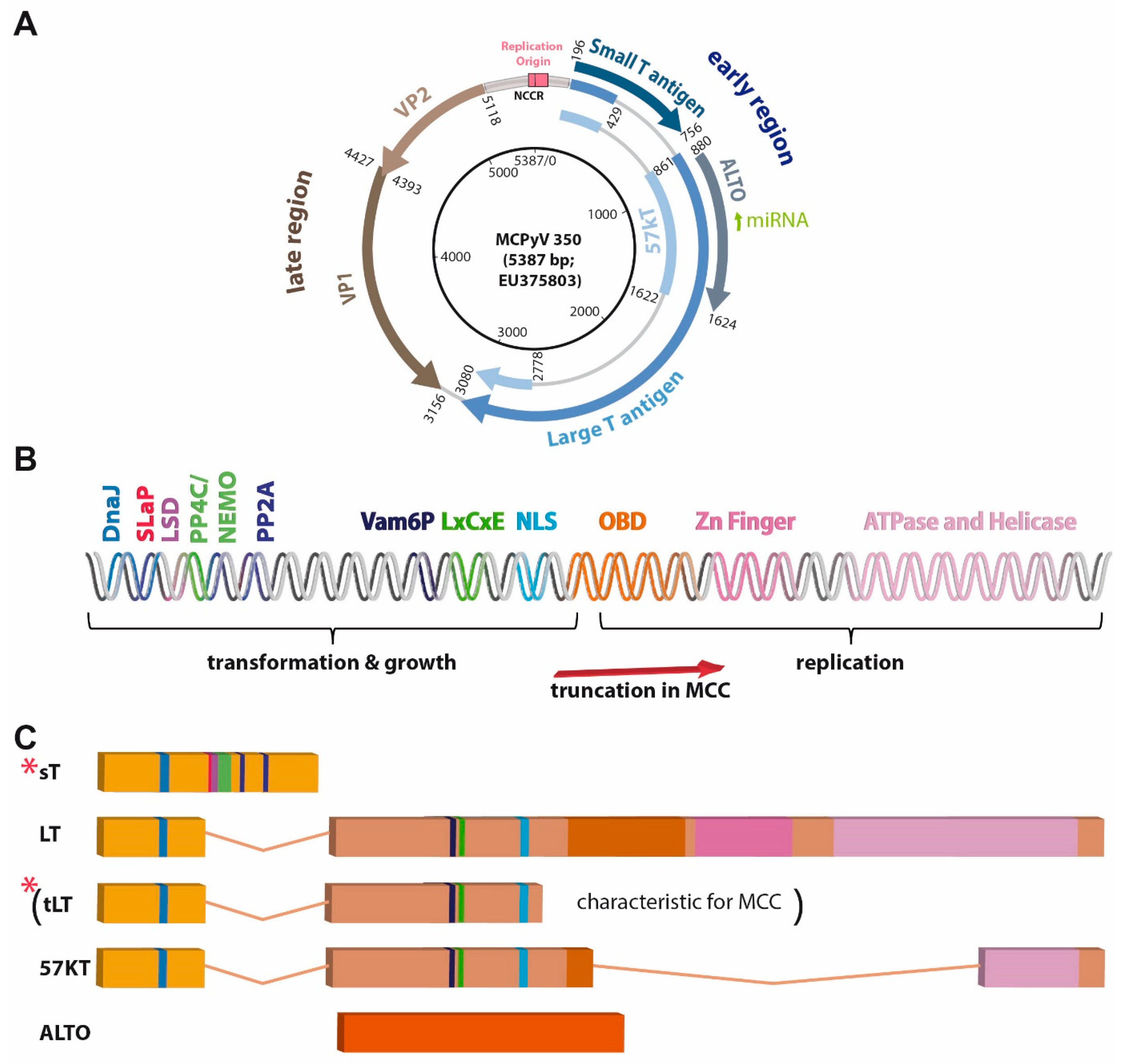 Cancers 15 00444 g002