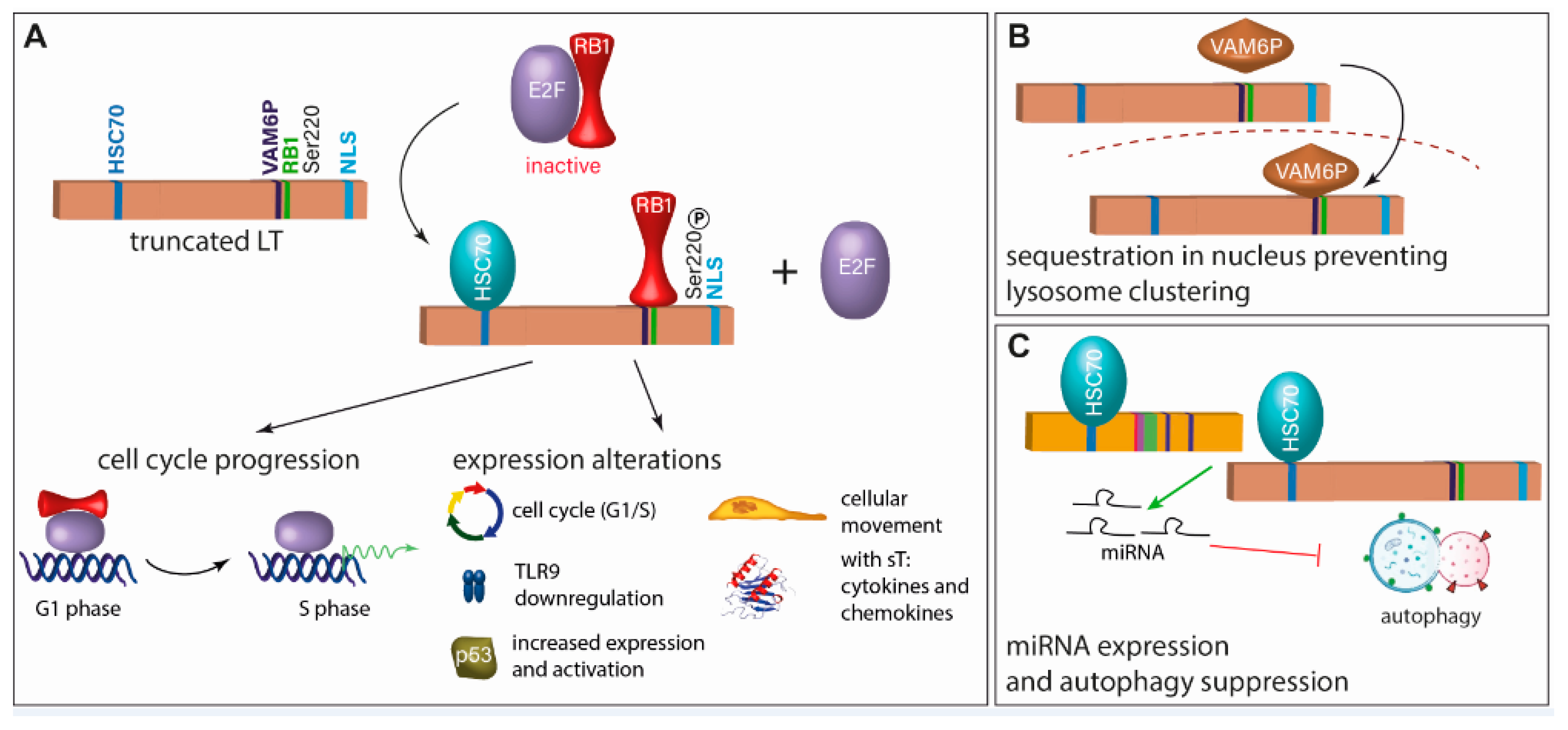 Cancers 15 00444 g003