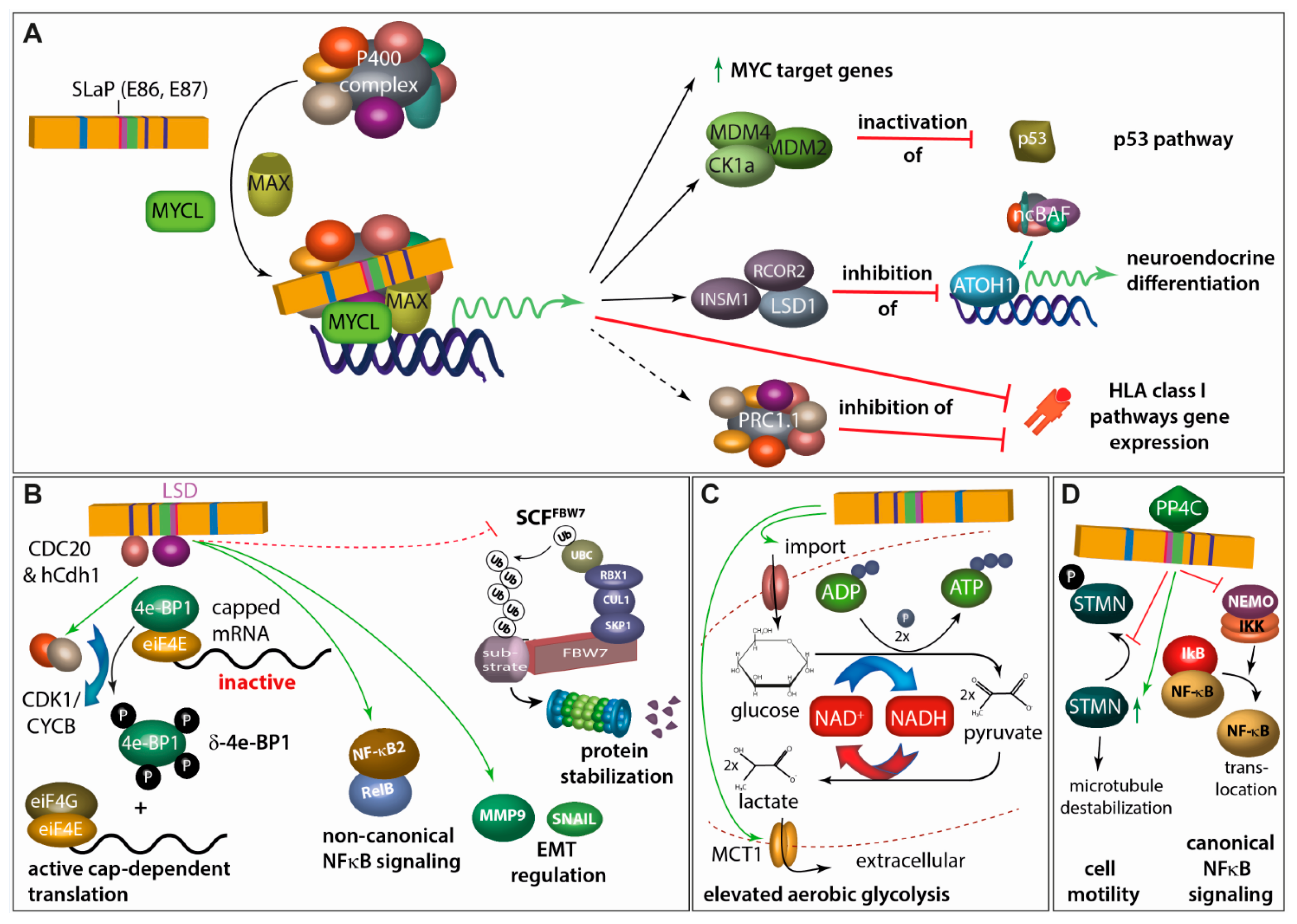 Cancers 15 00444 g004