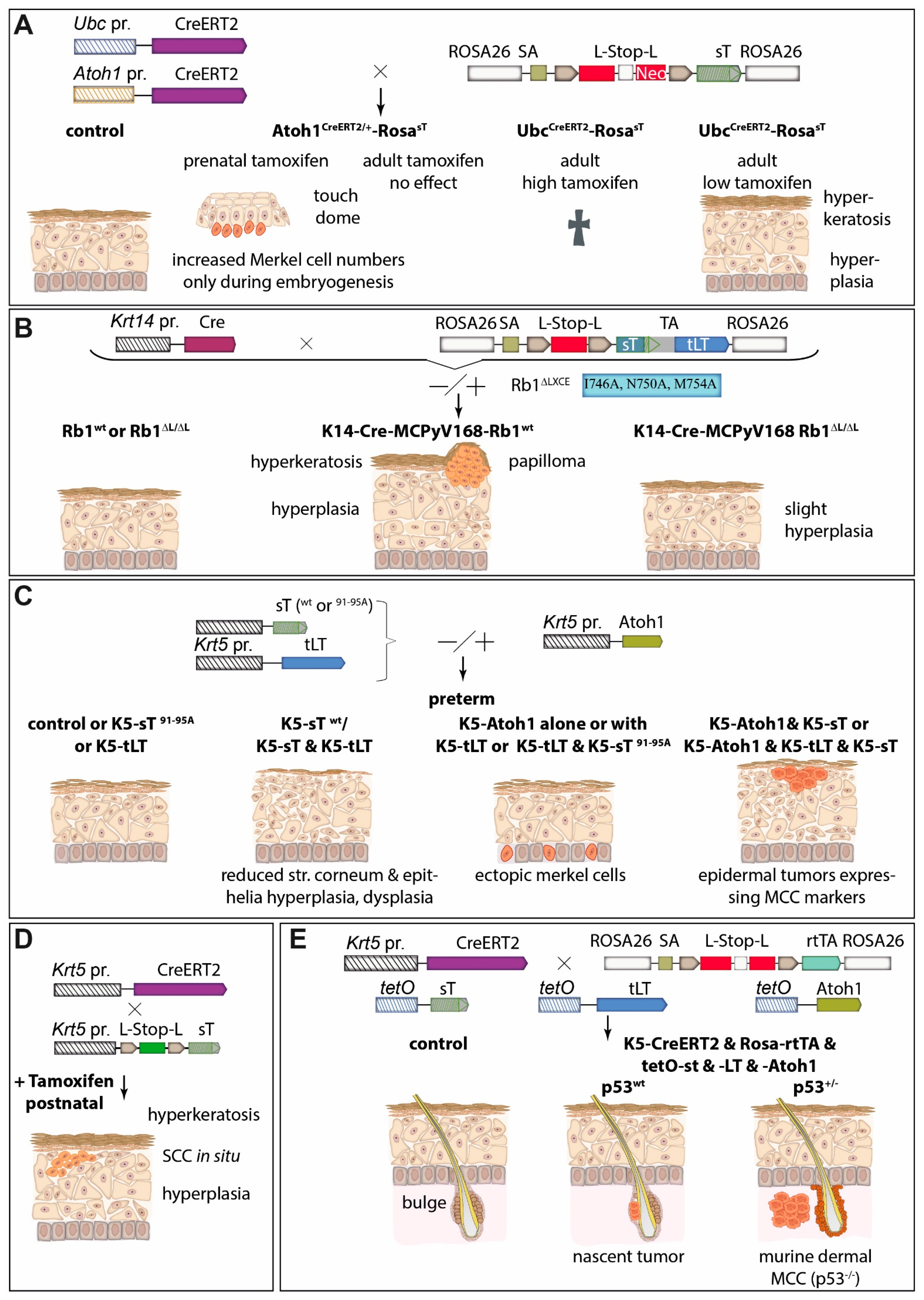 Cancers 15 00444 g005
