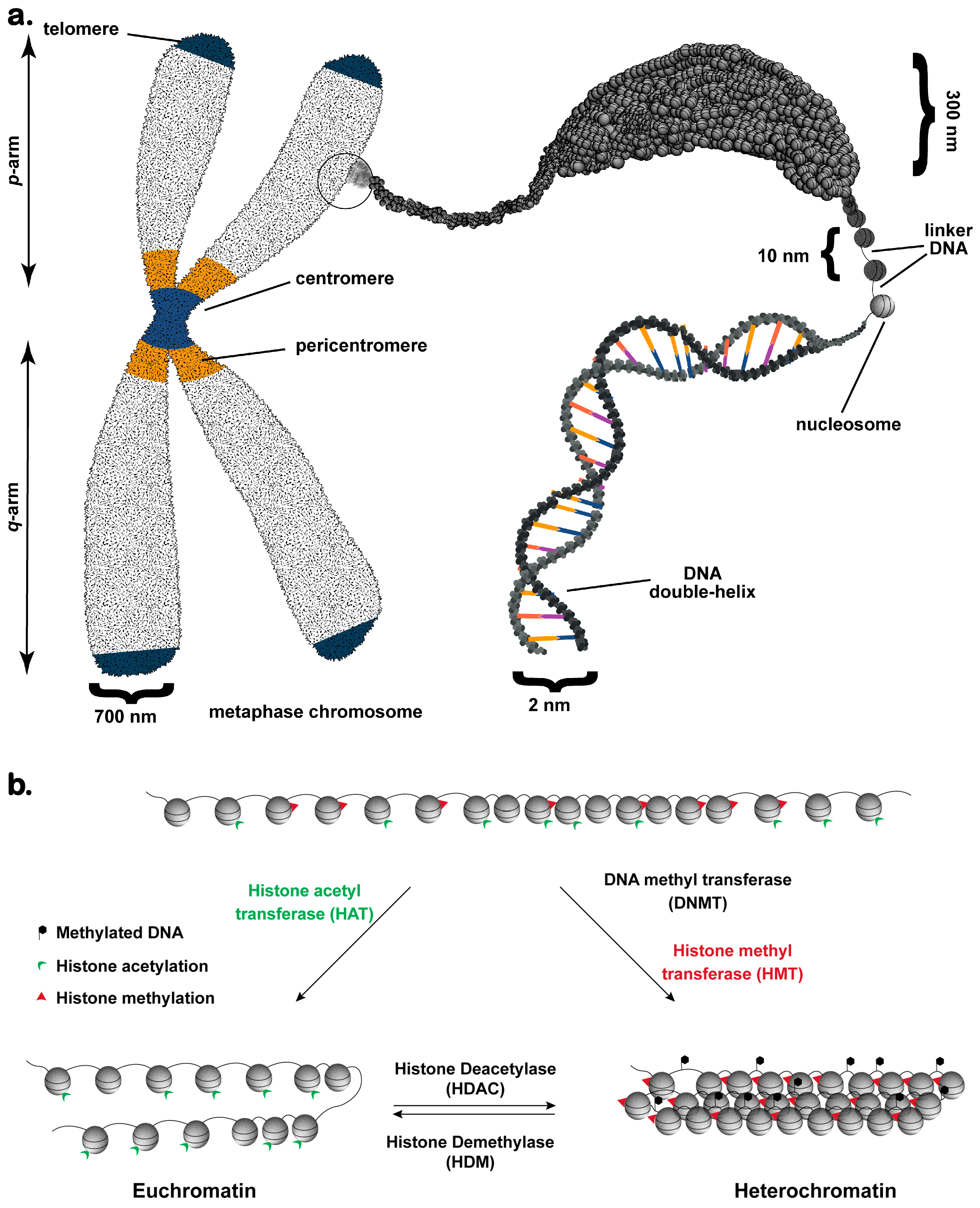 Chromatin and Cancer: Implications of Disrupted Chromatin Organization ...