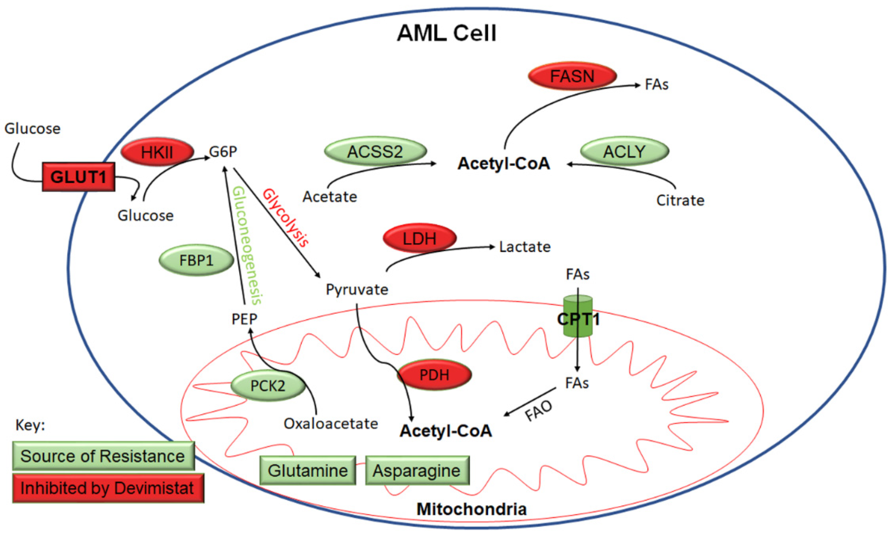 Cancers 15 00484 g005