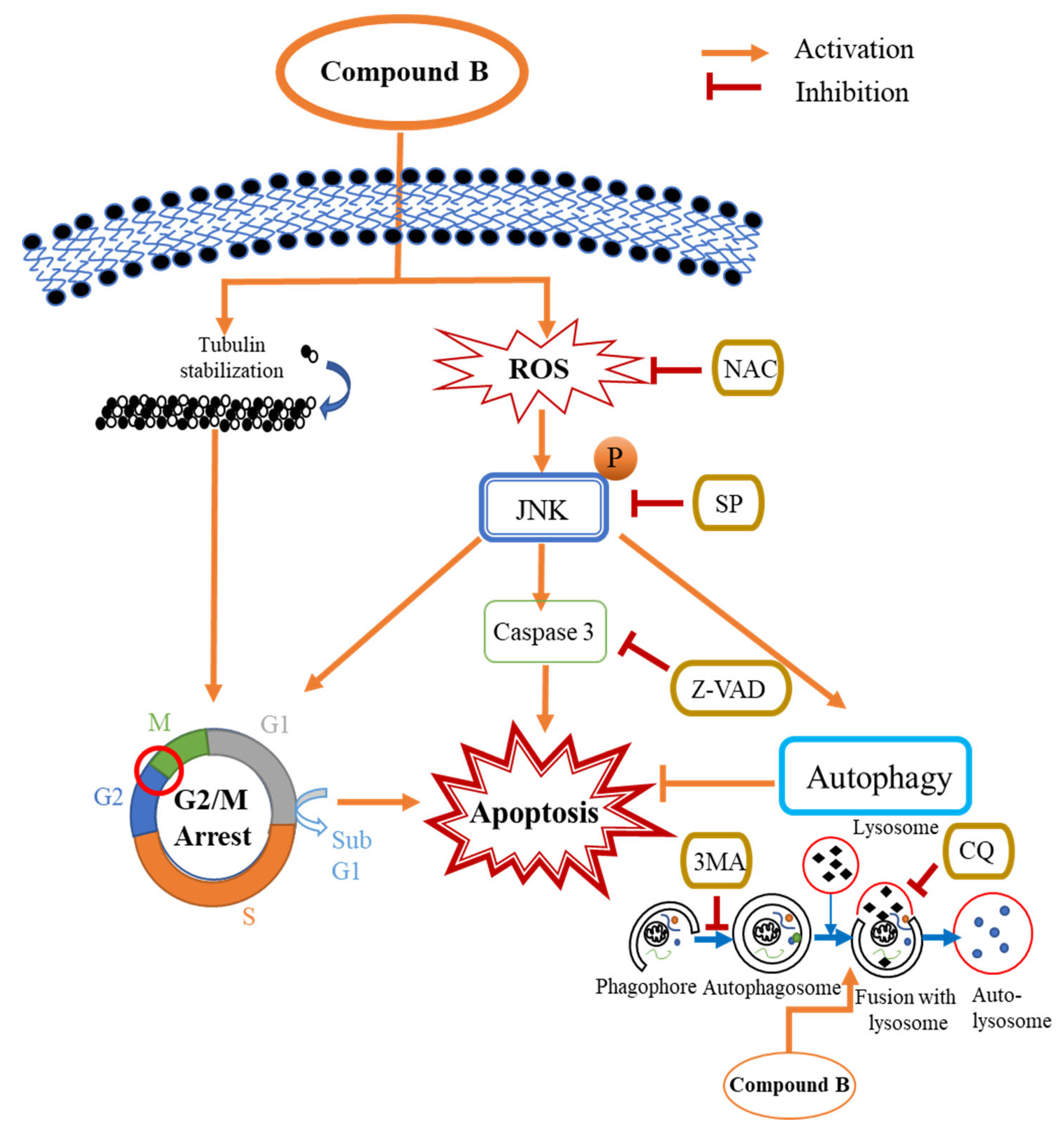 Cancers 15 00489 g008 Cancers 15 00489 g008
