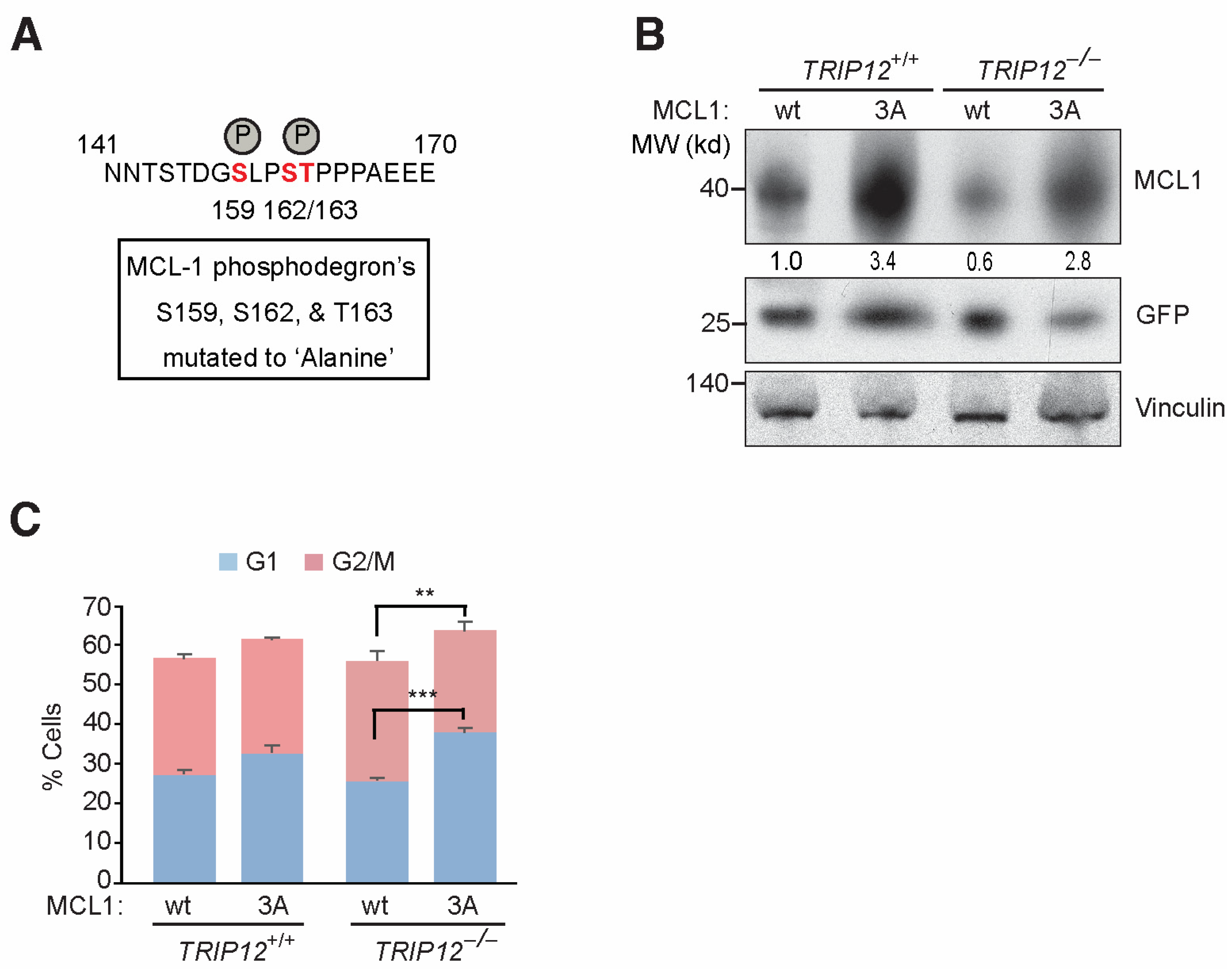 Cancers 15 00505 g004