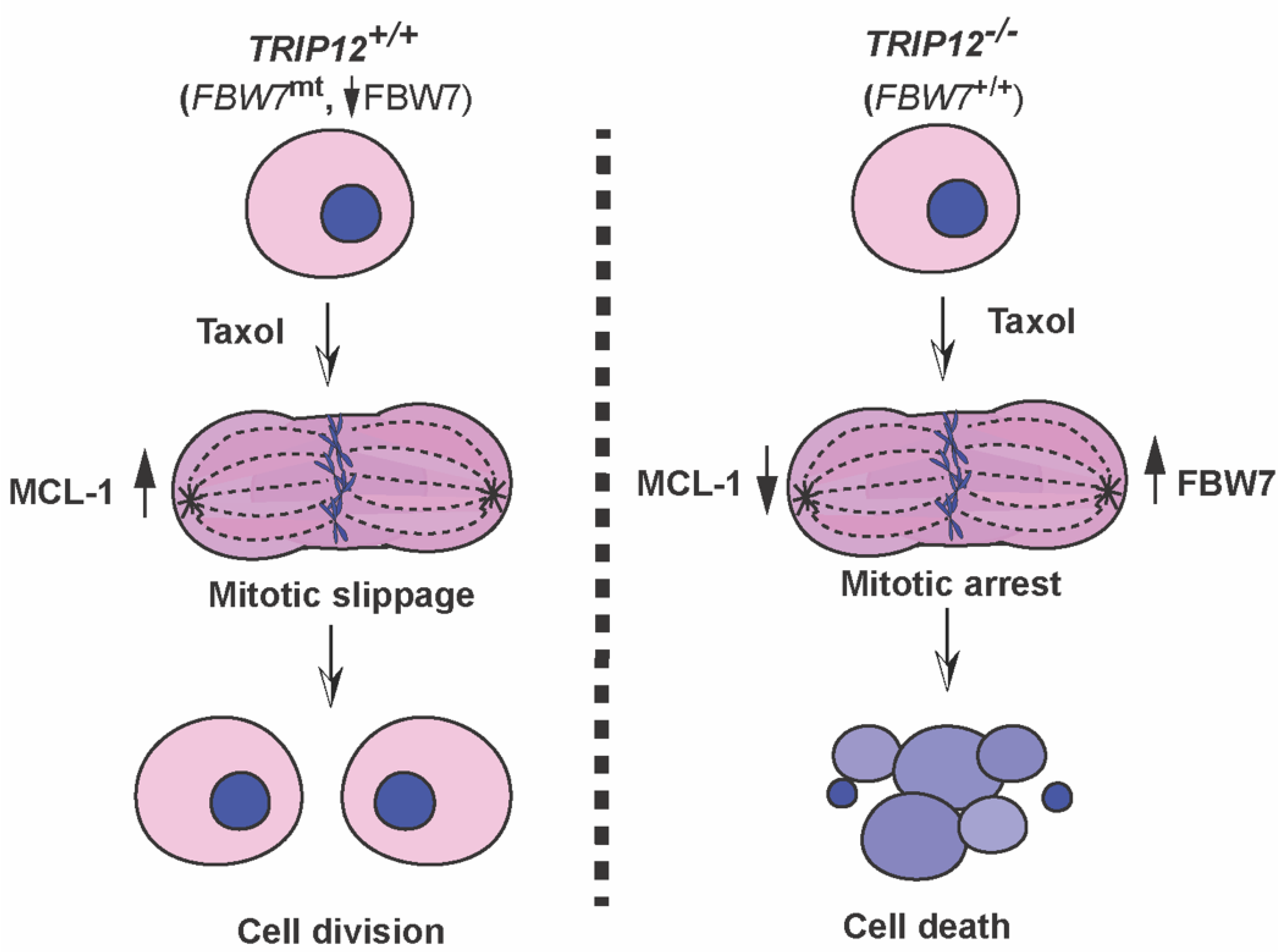 Cancers 15 00505 g007