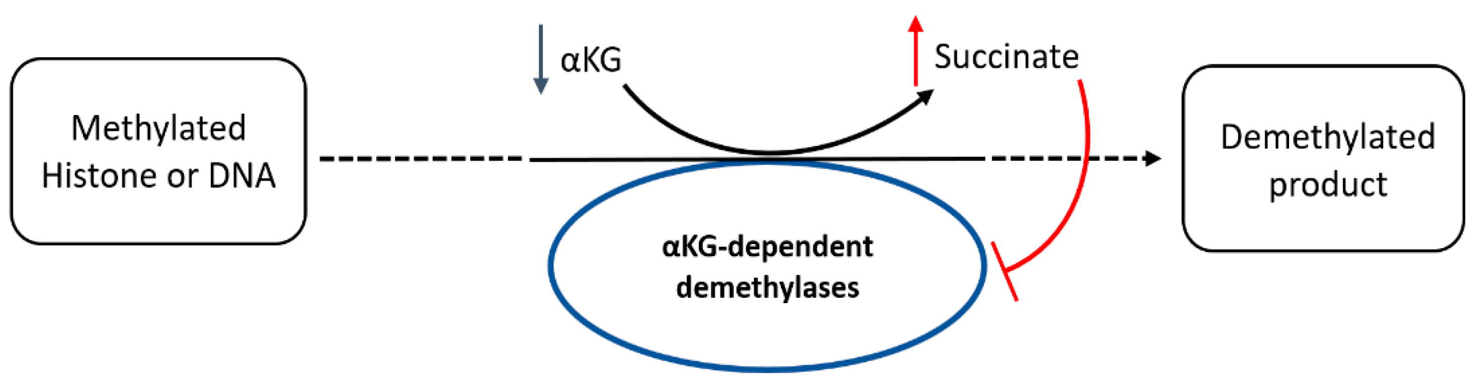 Cancers 15 00531 g016