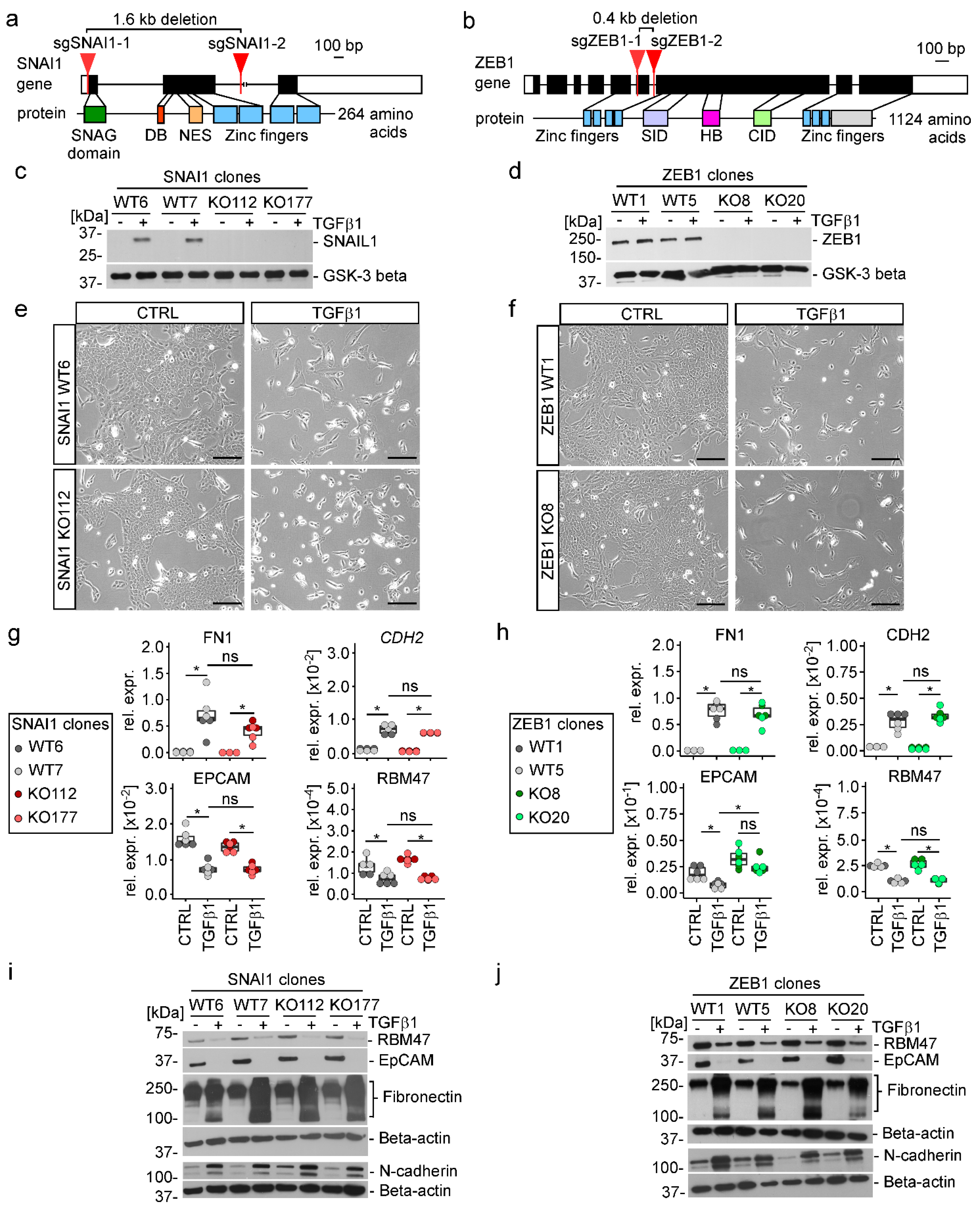 Cancers 15 00558 g004 Cancers 15 00558 g004