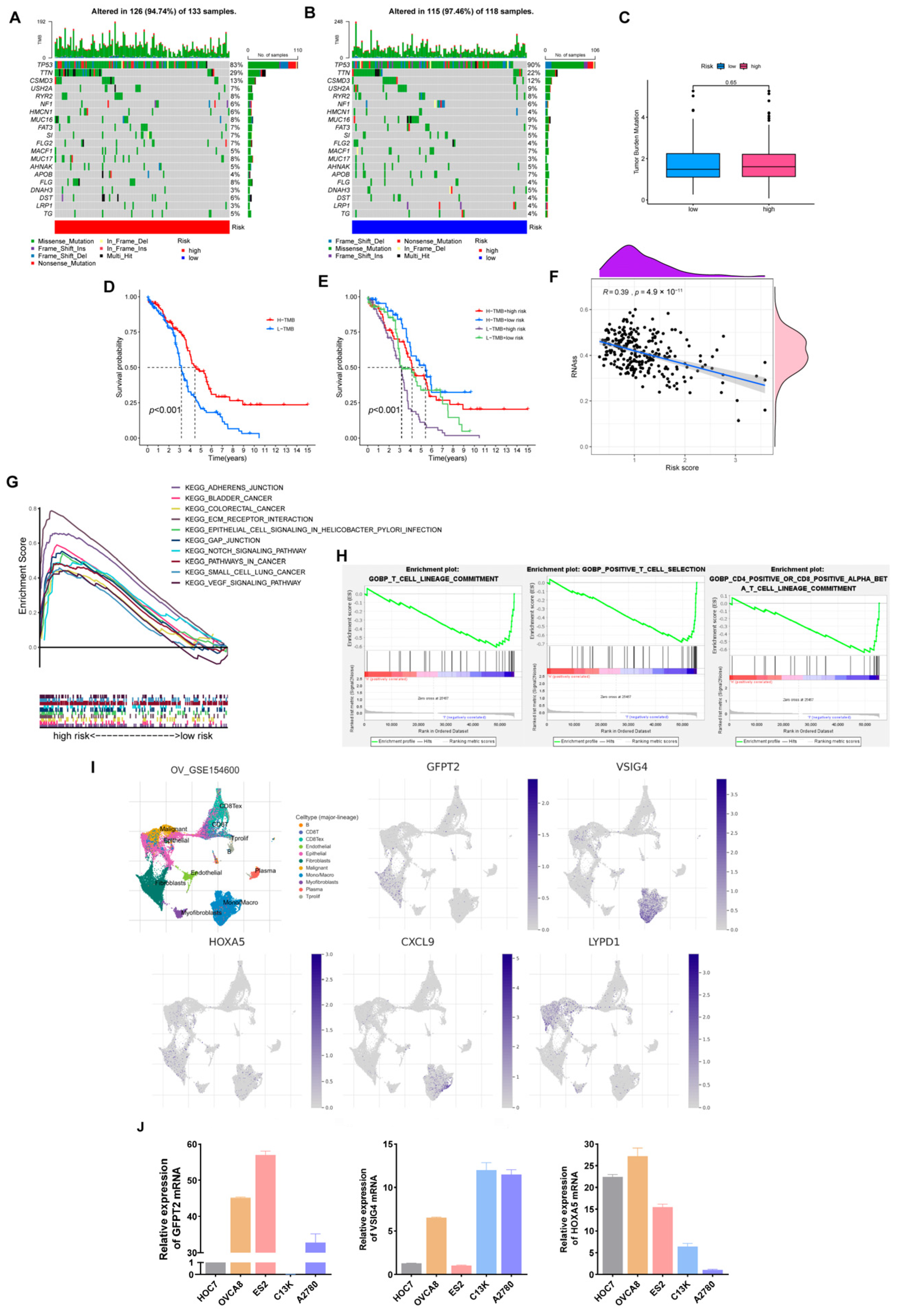 Cancers 15 00579 g008 Cancers 15 00579 g008