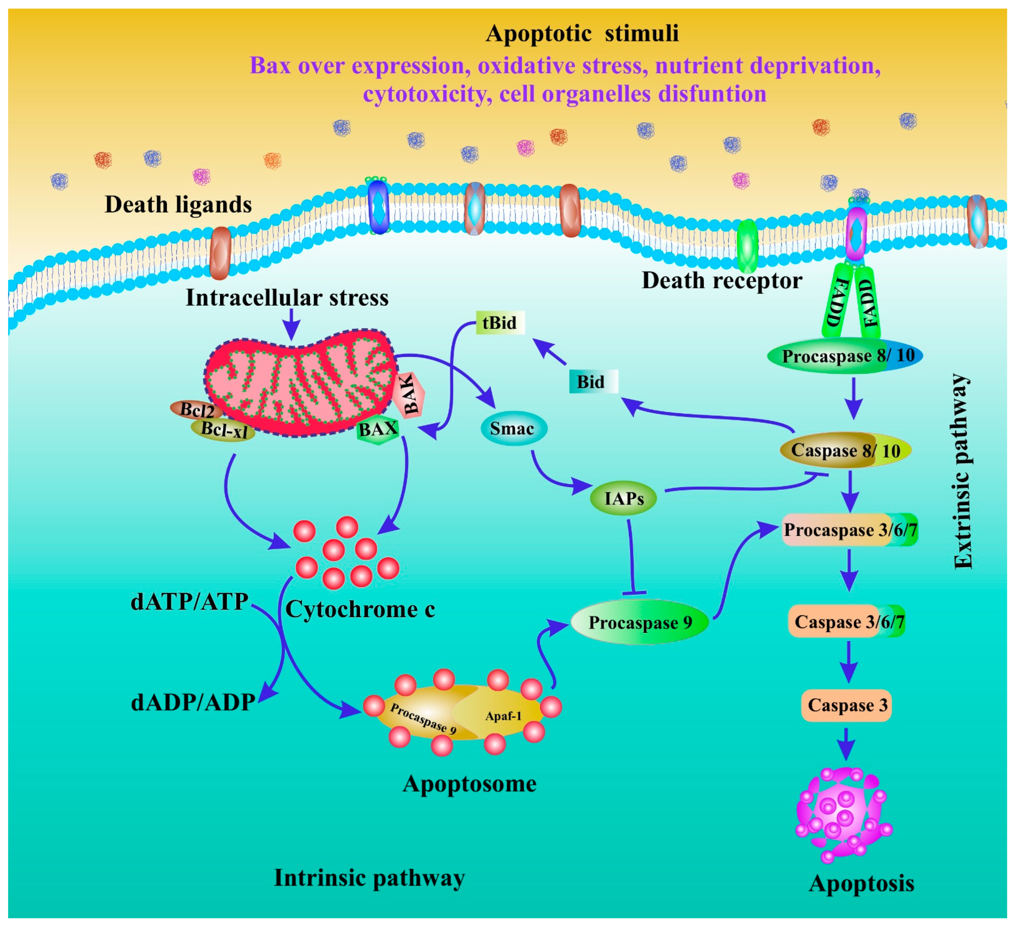 Cancers 15 00715 g001 Cancers 15 00715 g001