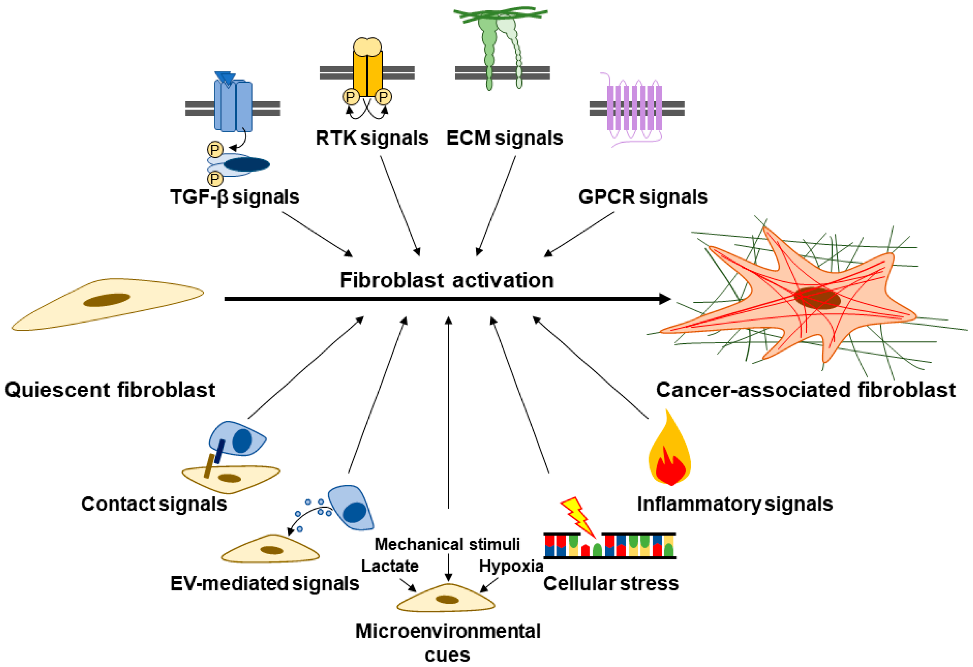 Cancers 15 00724 g002