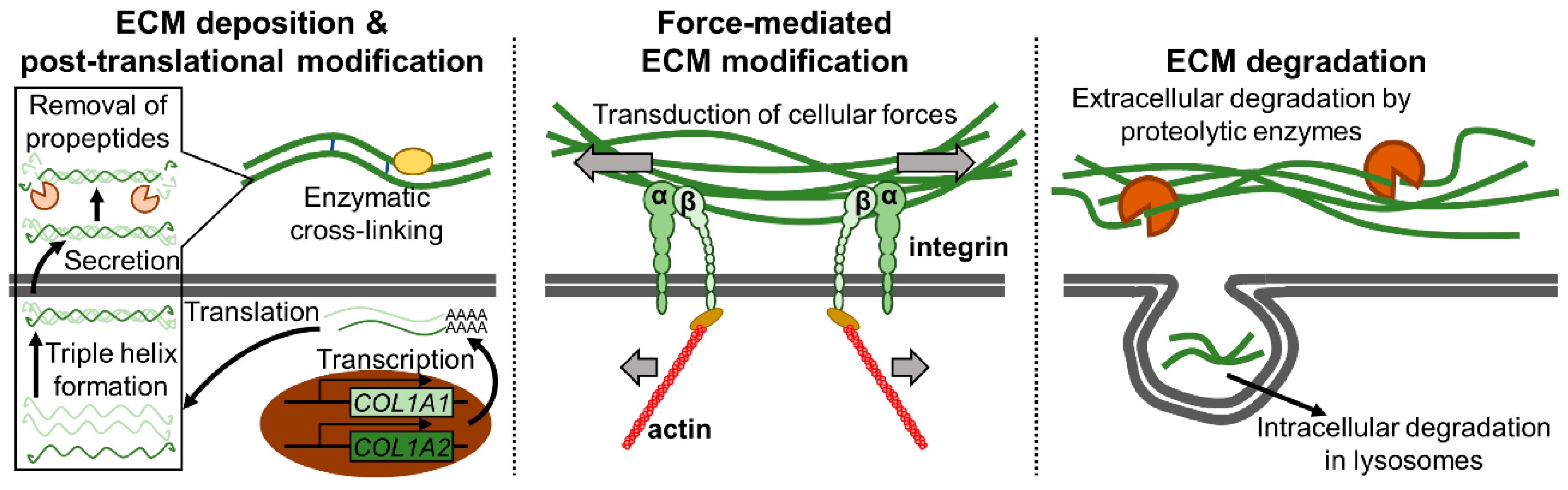 Cancers 15 00724 g003