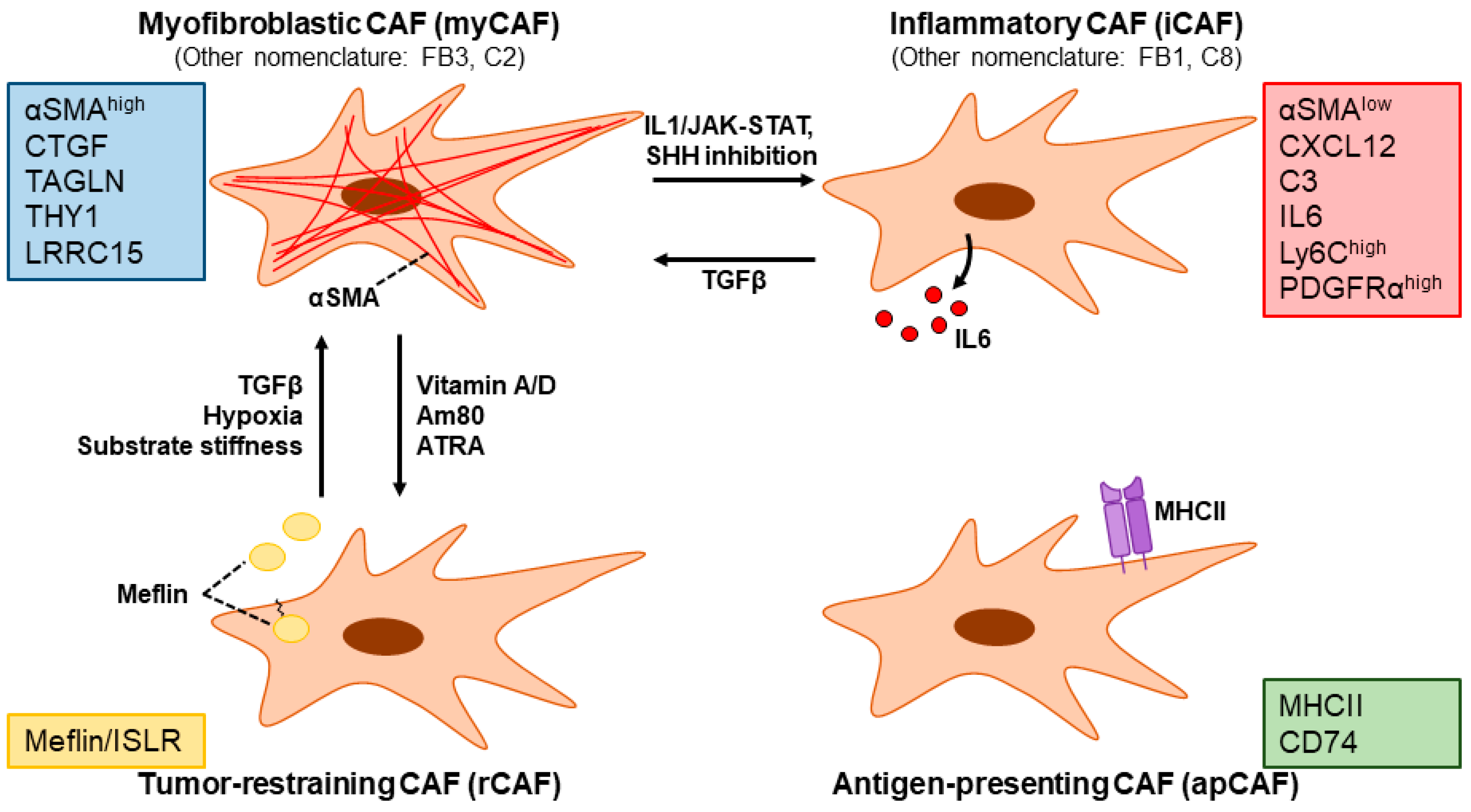 Cancers 15 00724 g006