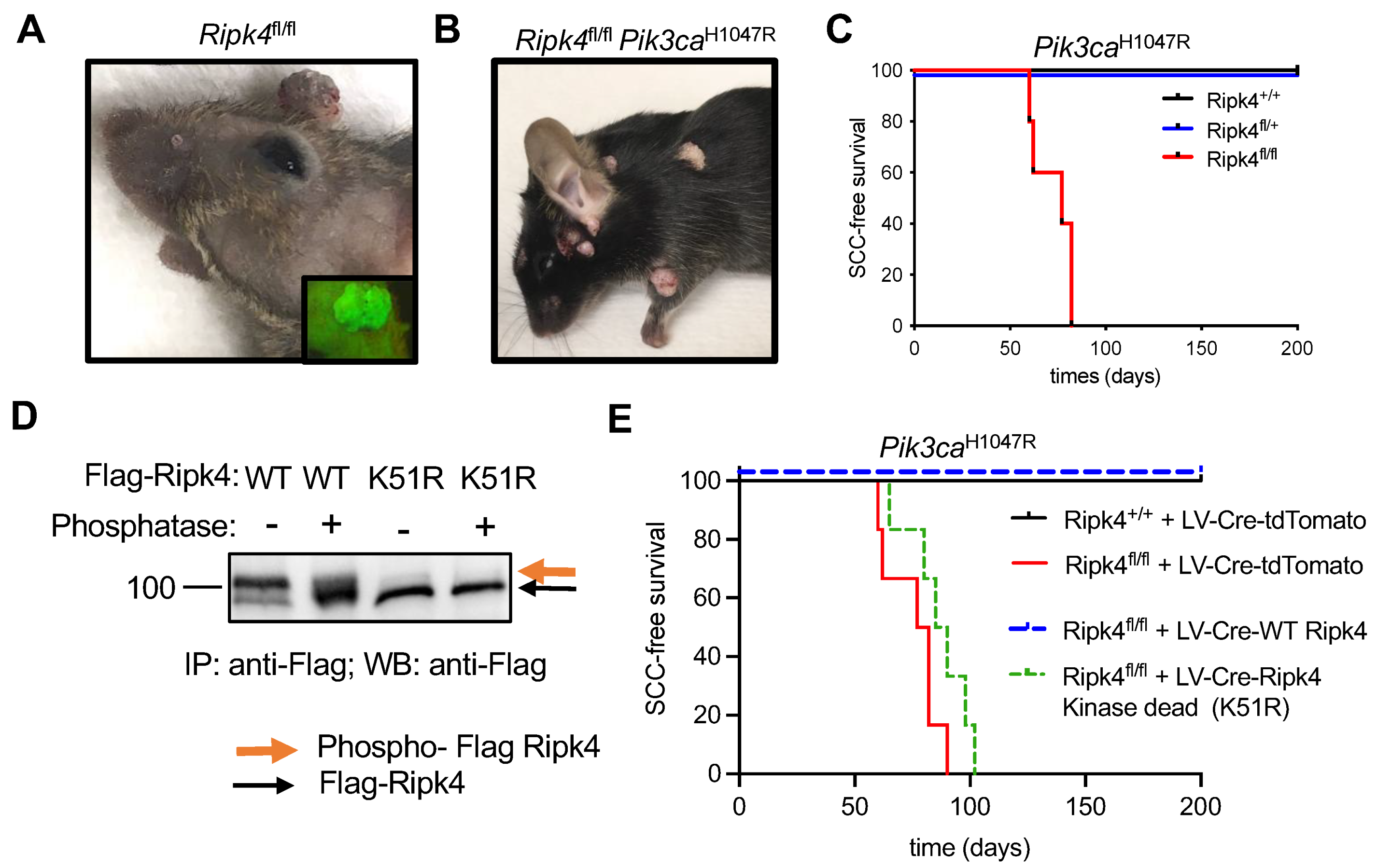 Cancers 15 00737 g001