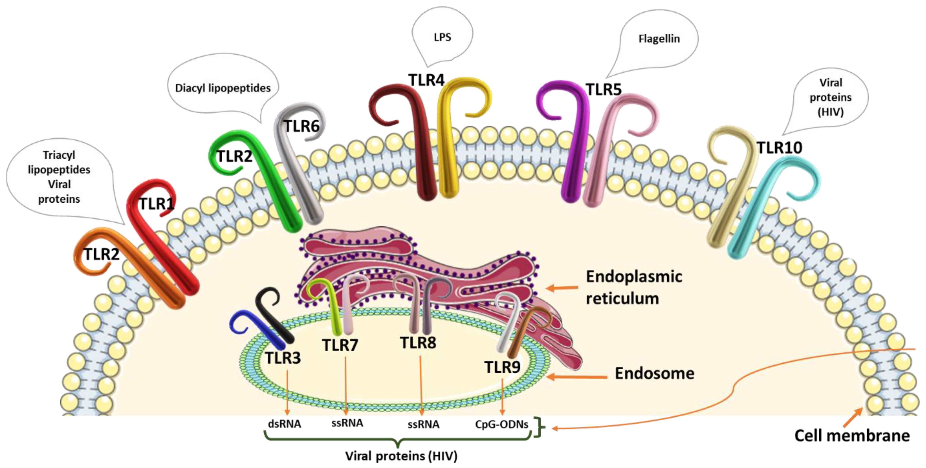 Cancers 15 00748 g001 Cancers 15 00748 g001