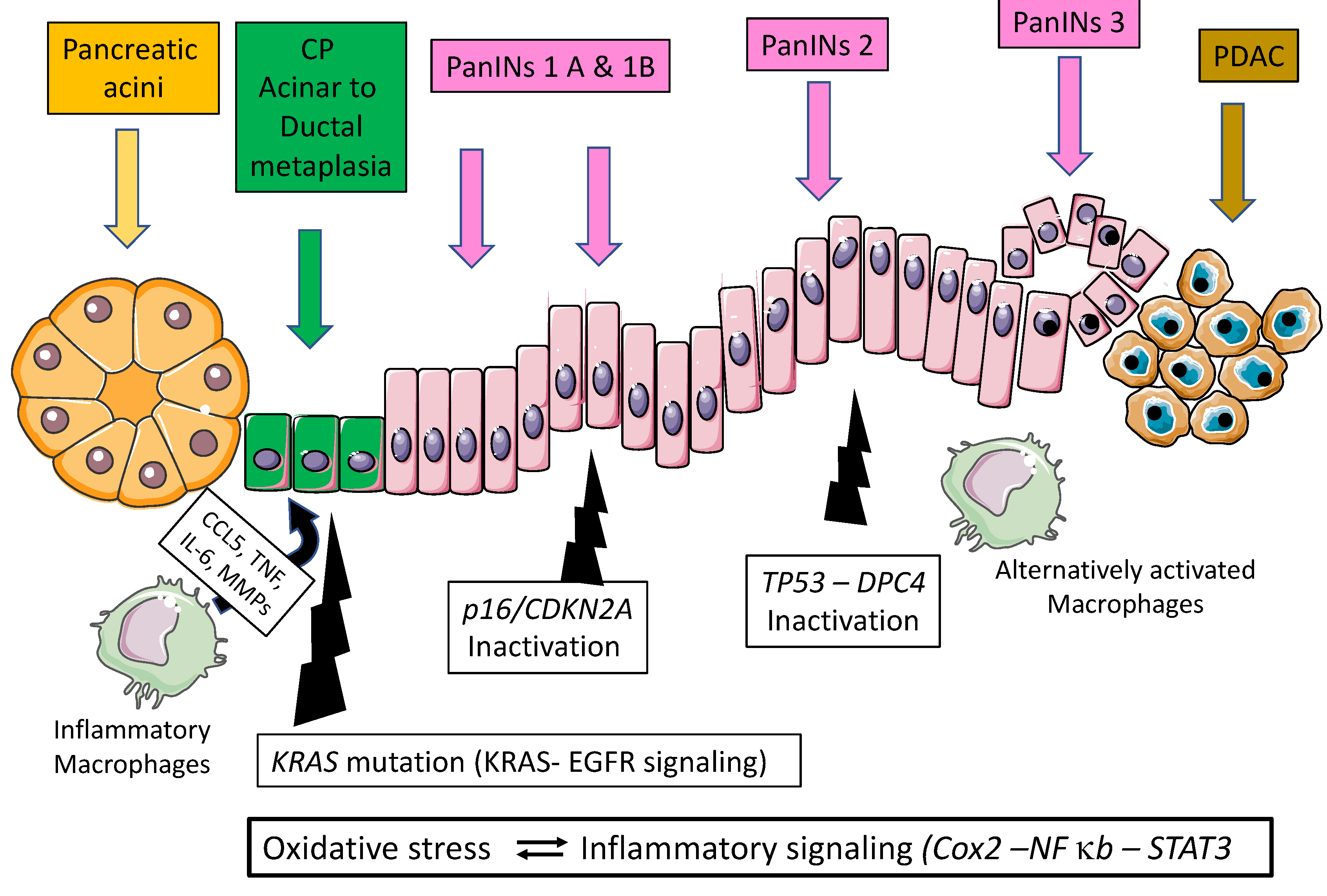 Cancers 15 00761 g001