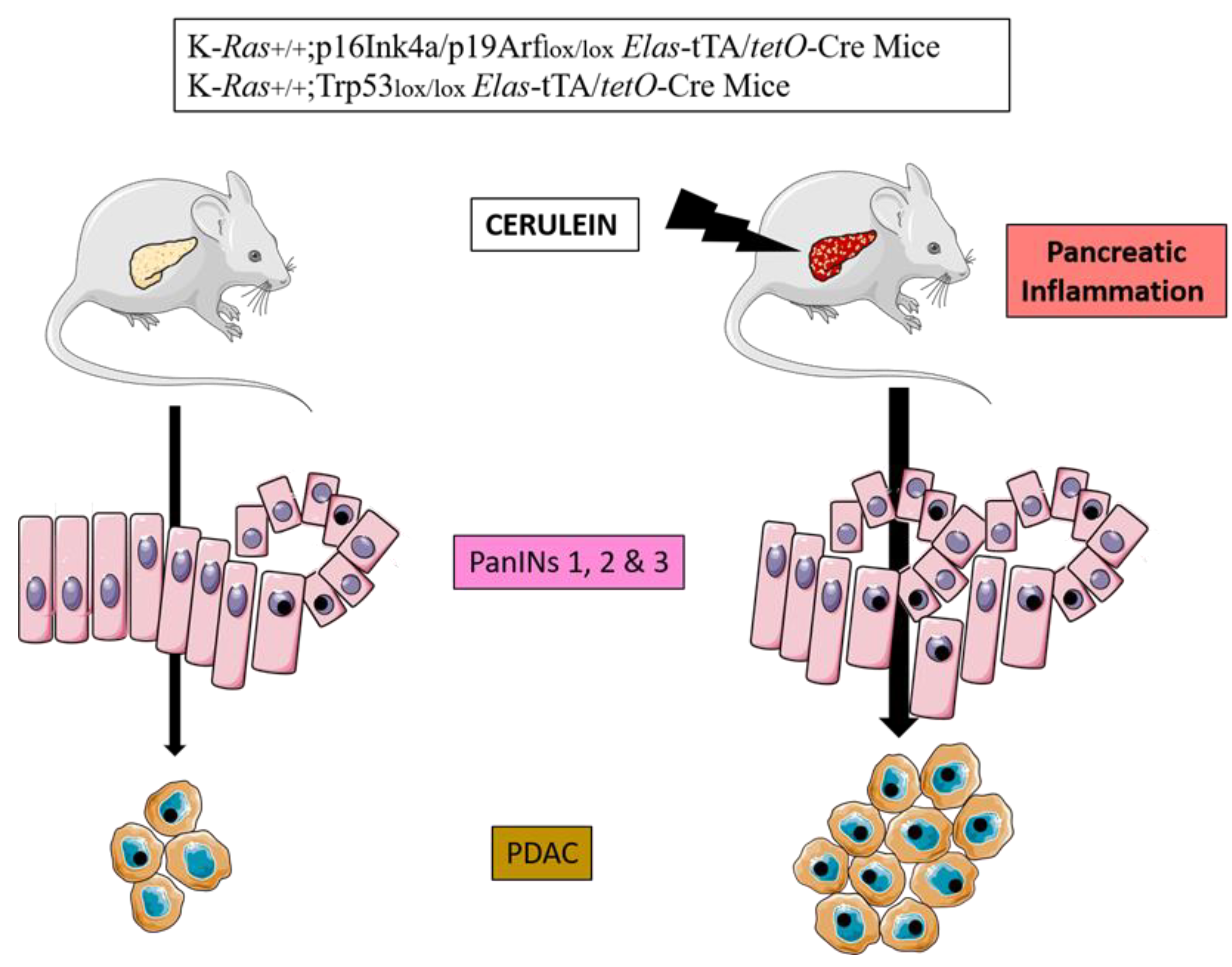 Cancers 15 00761 g002