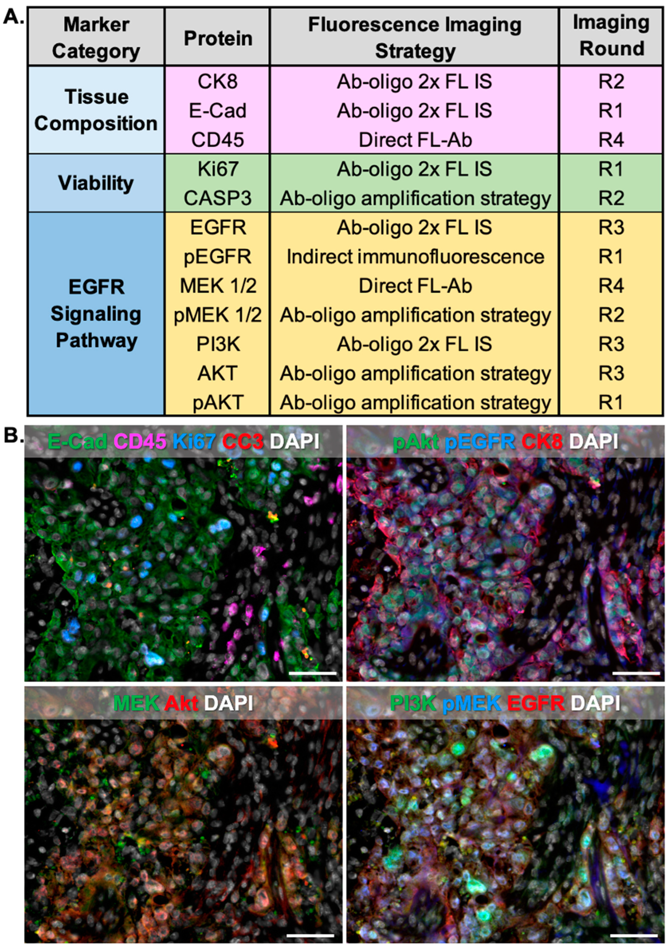 Cancers 15 00827 g008 Cancers 15 00827 g008